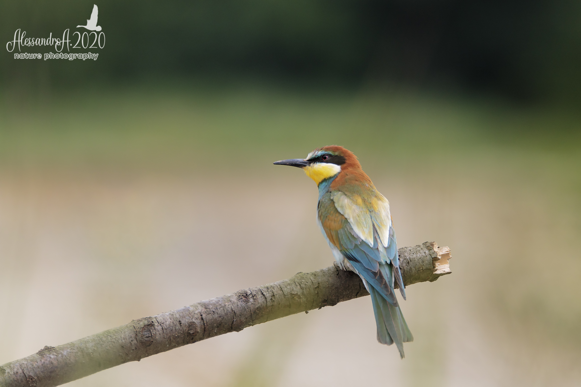 Bee-eater
