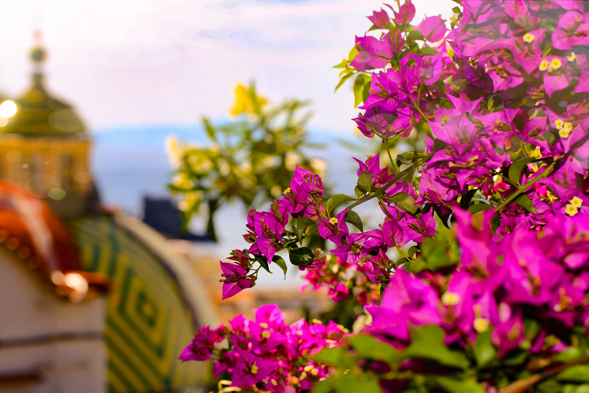 From the Path of Lemons2