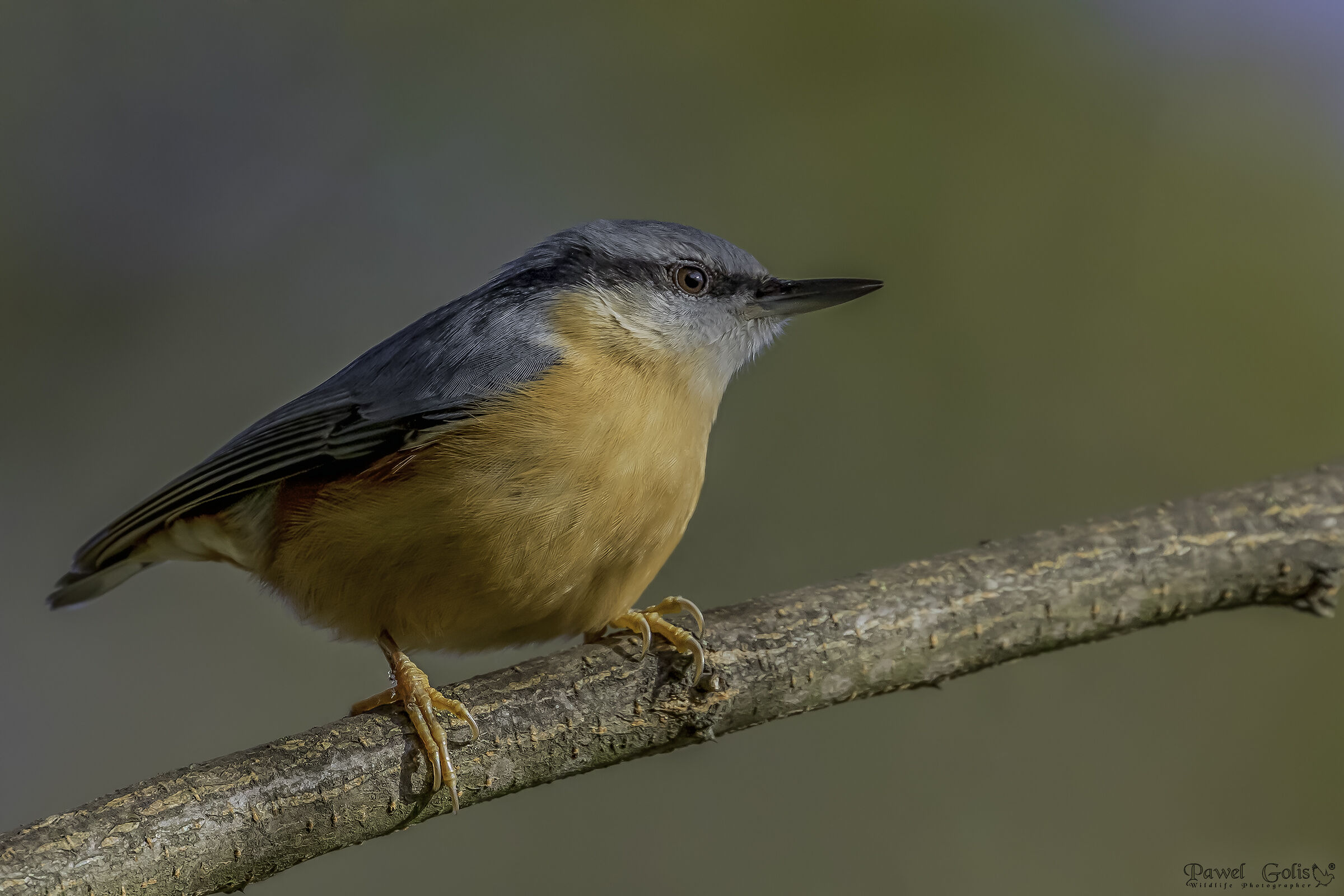 Nuthatch (Sitta europaea)