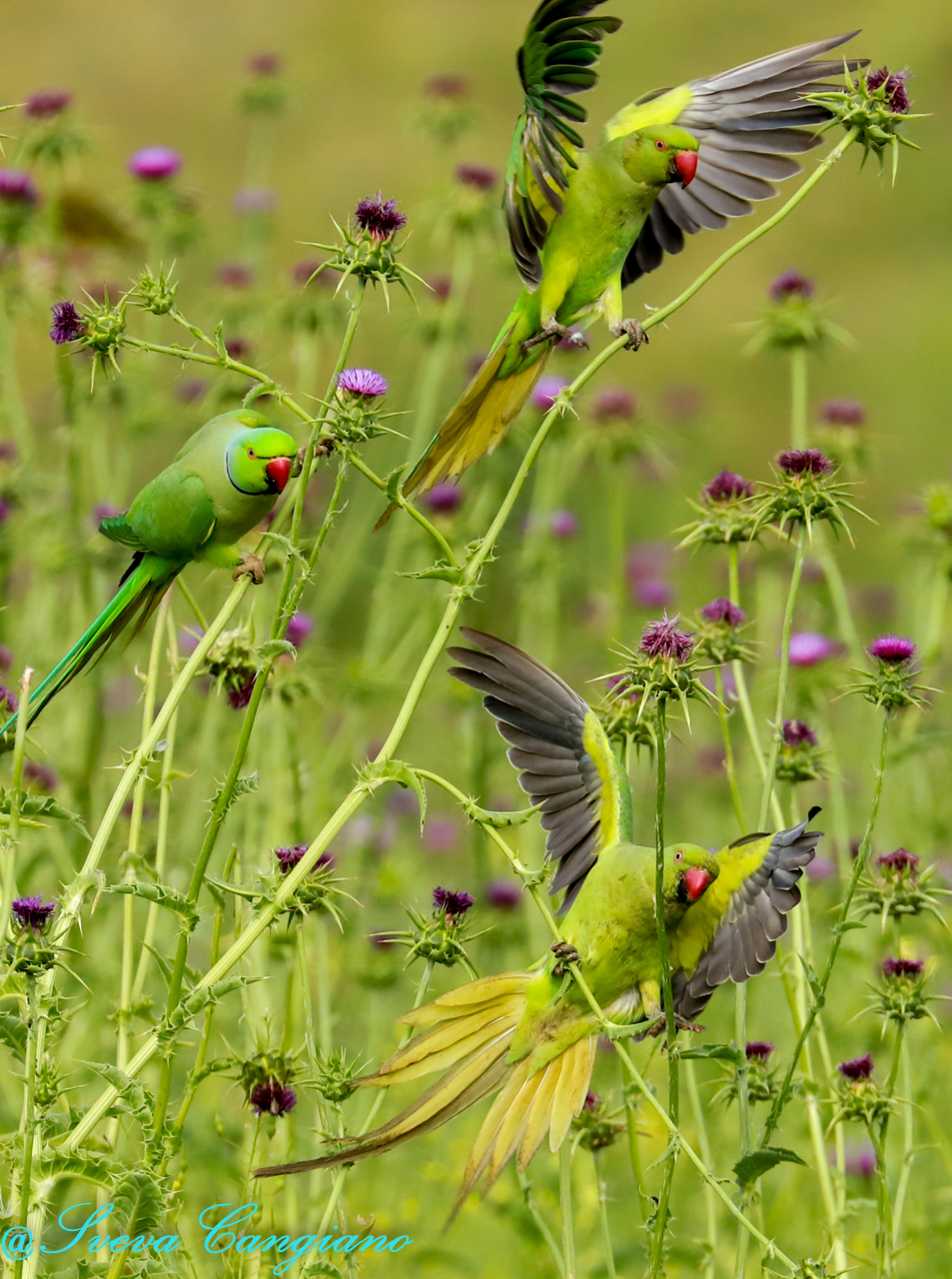 Parrocchetti dal collare