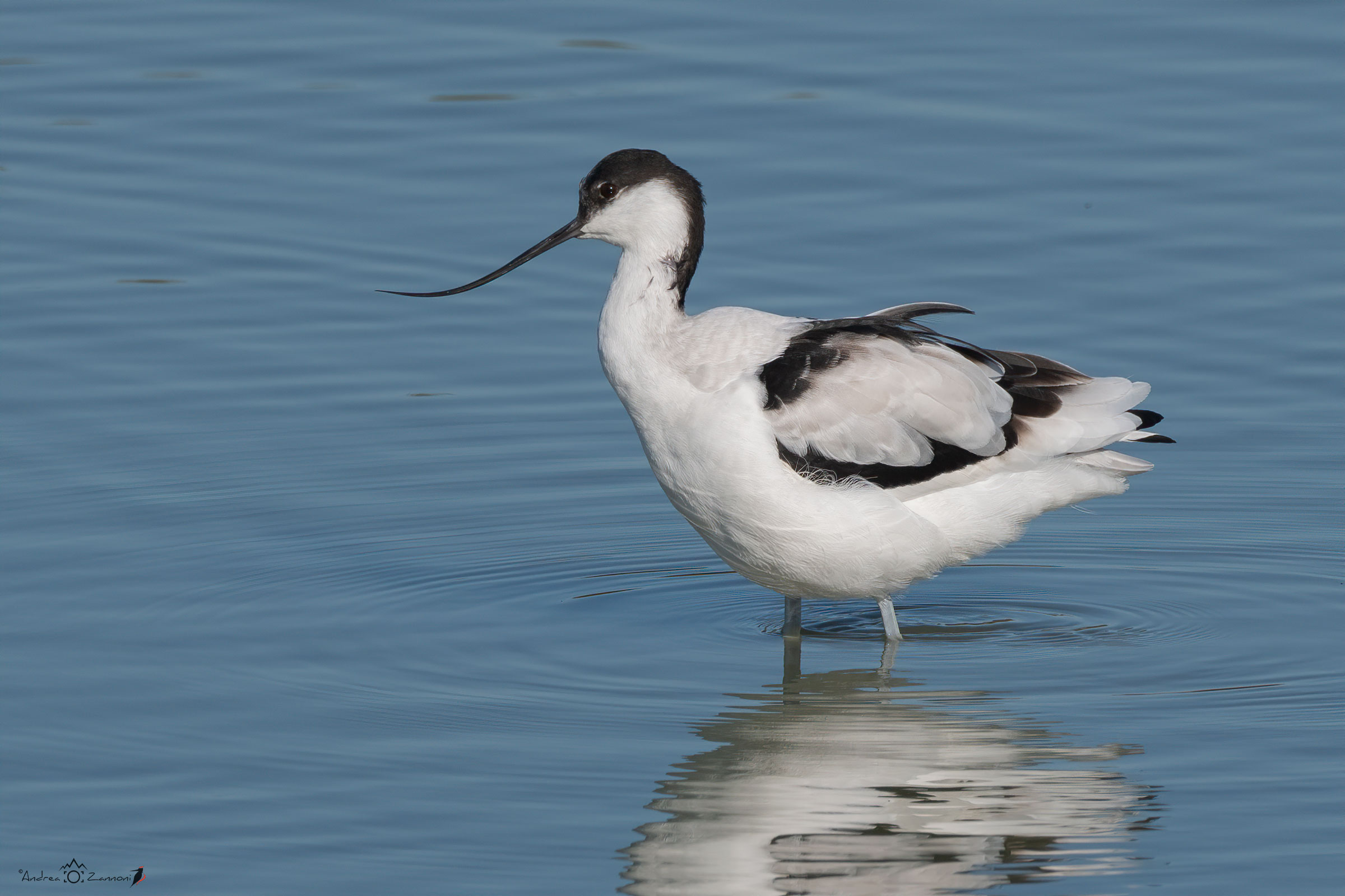 Avocetta