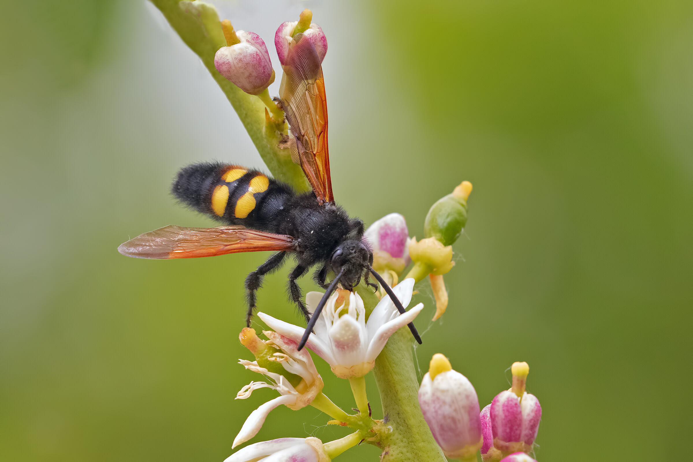 Megascolia maculata flavifrons