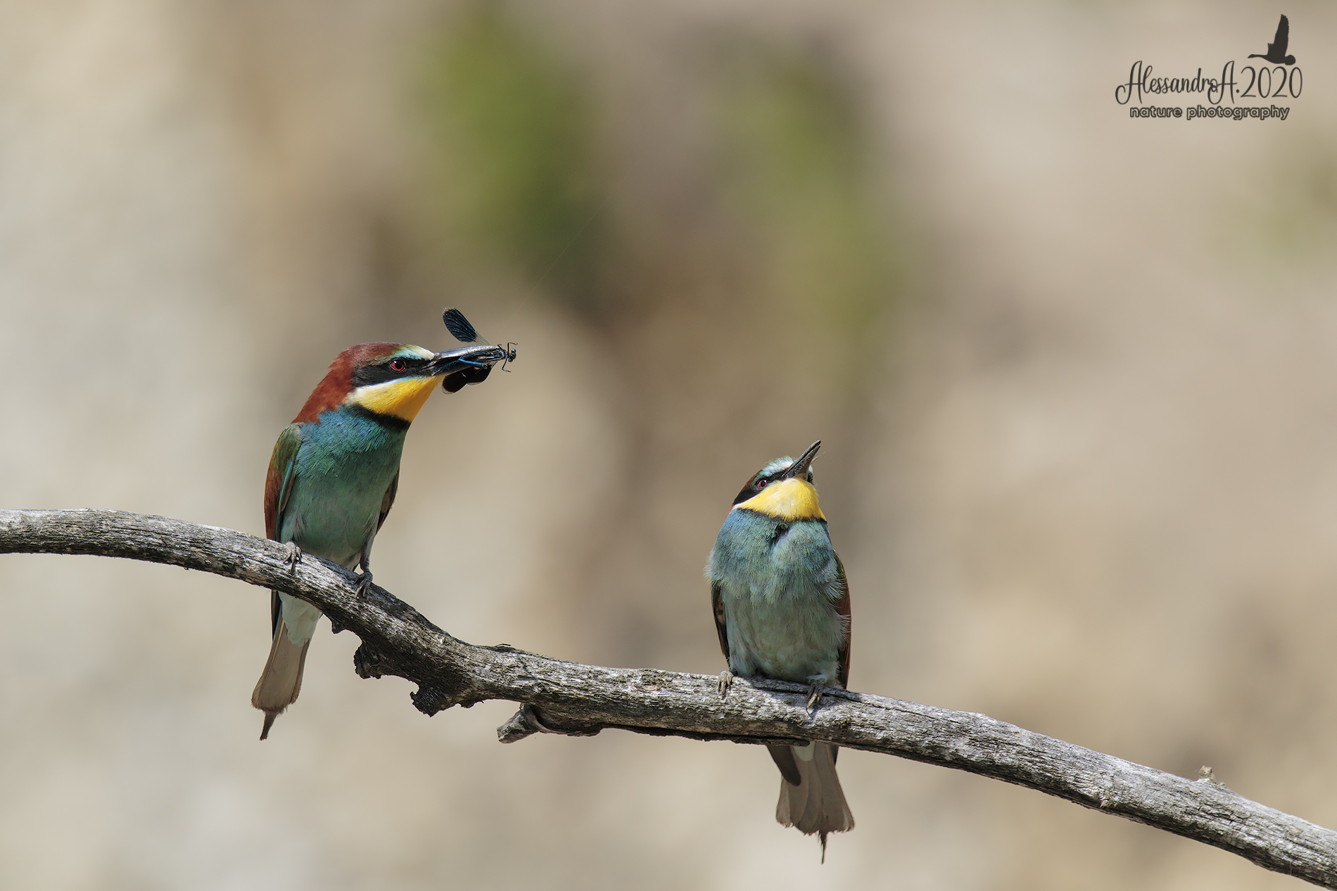 Bee-eater