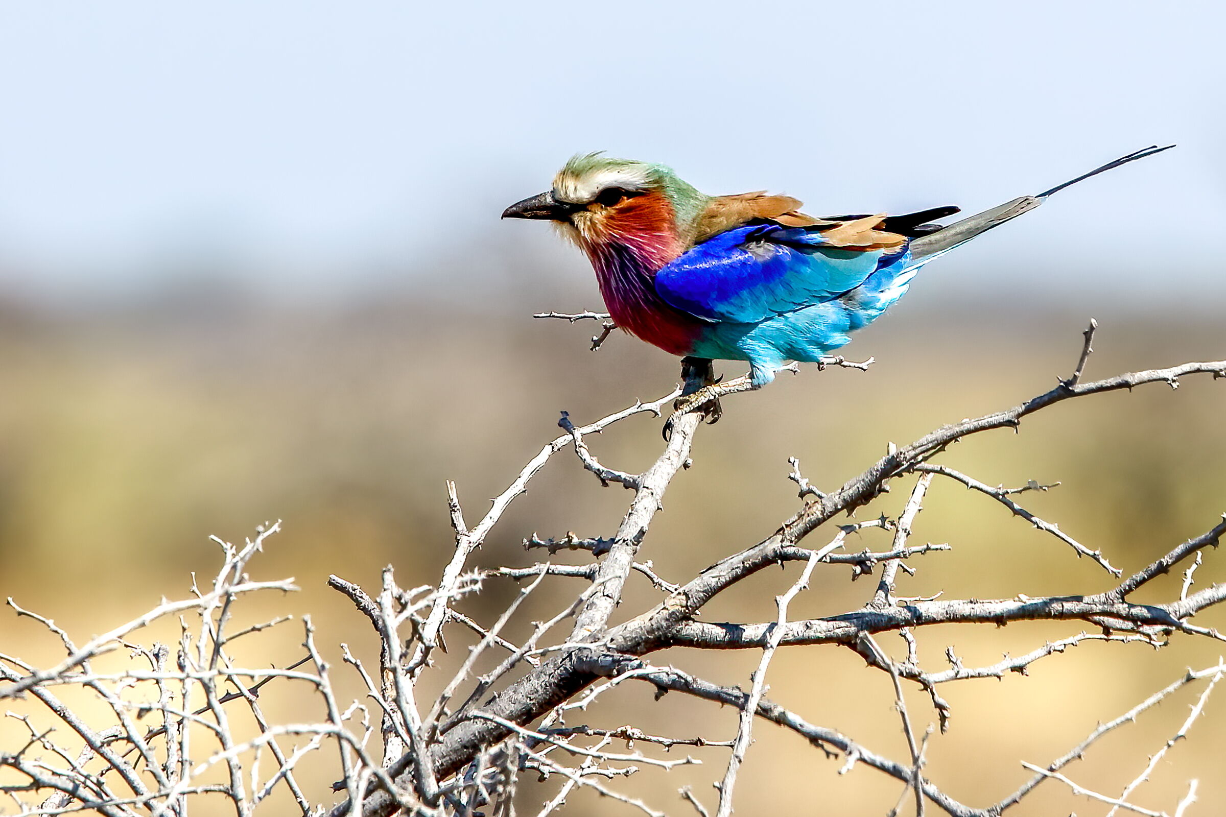 Ghiandaia marina pettolilla