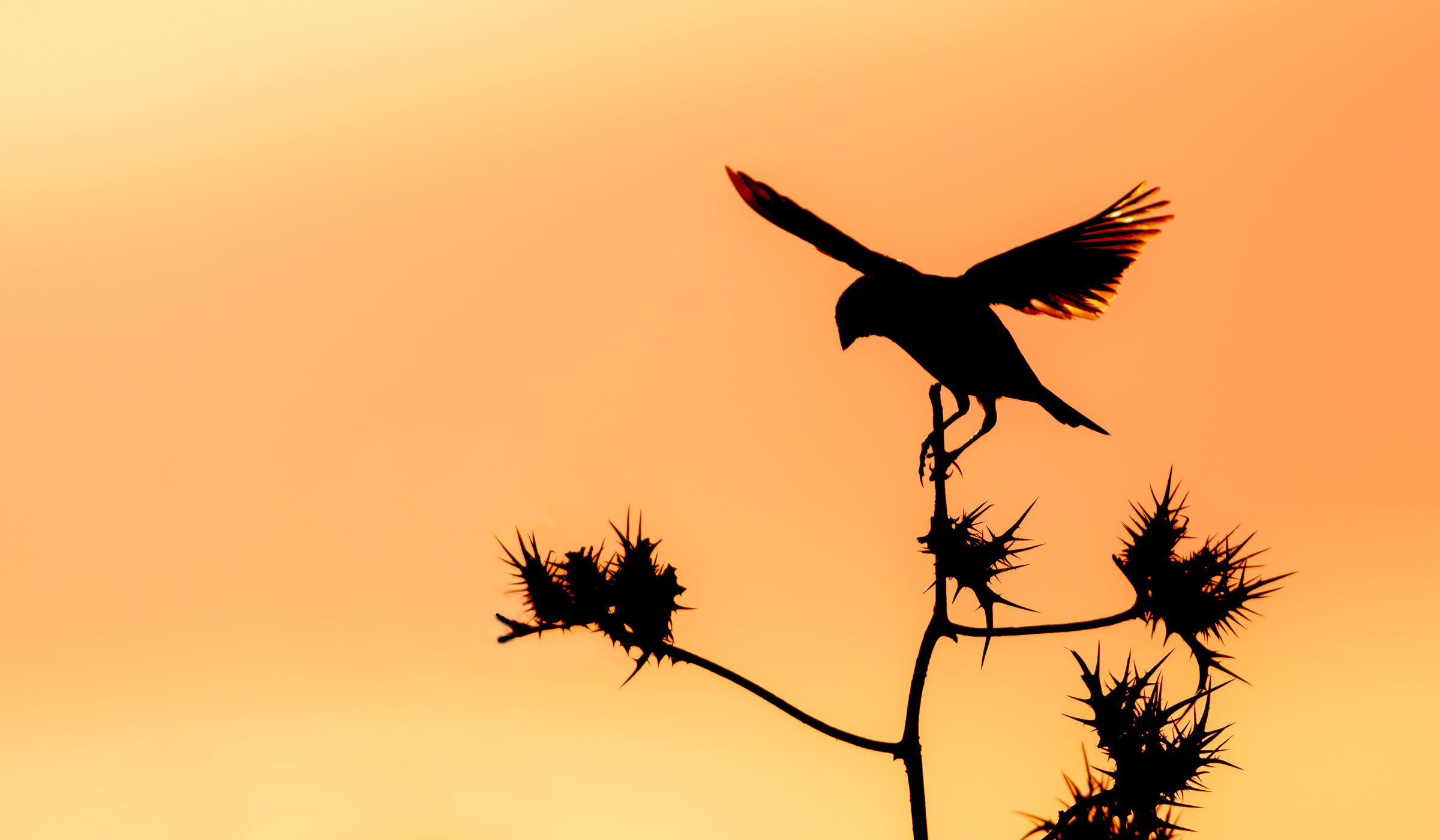 la danza del tramonto