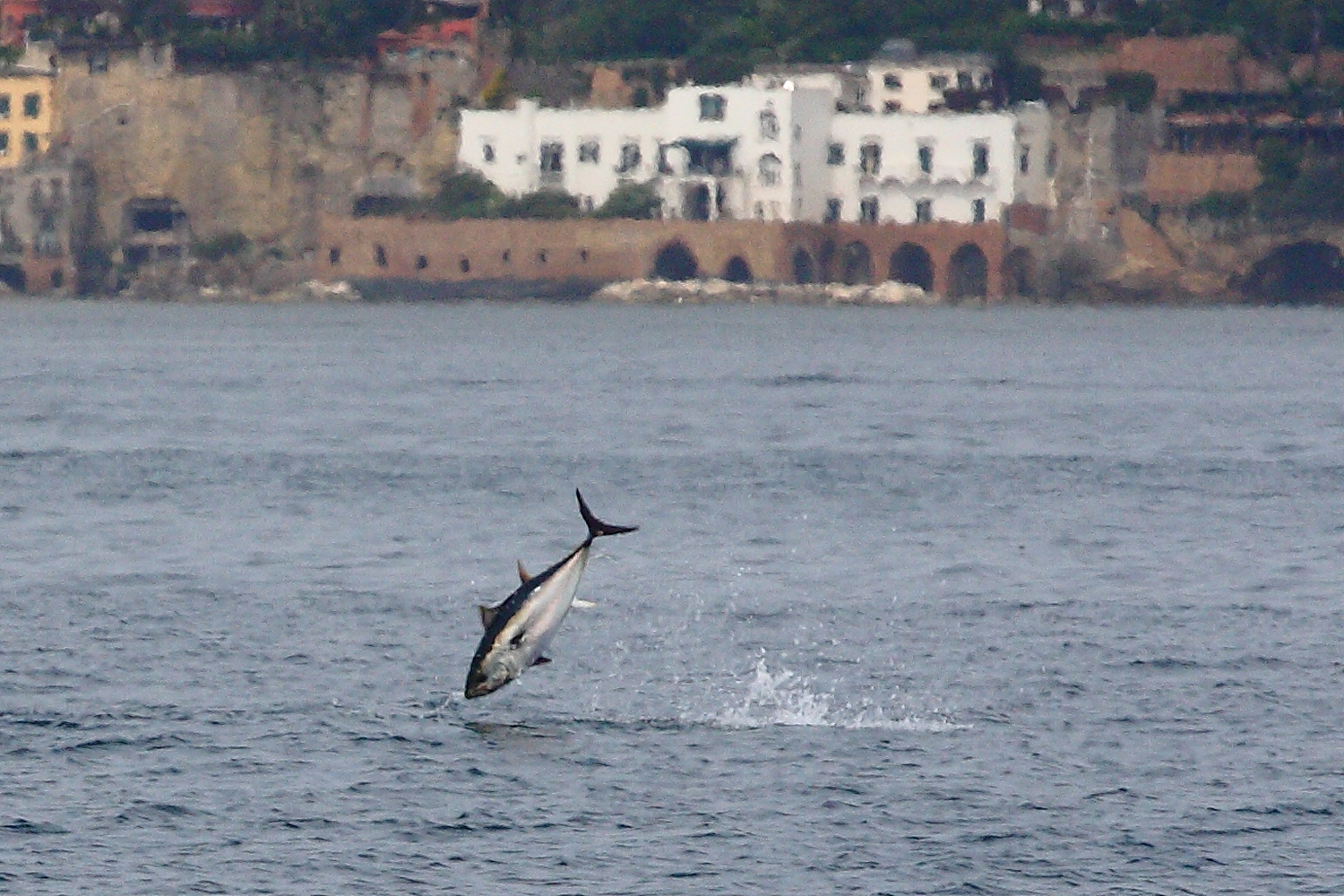 Tonni napoletani (posillipo)
