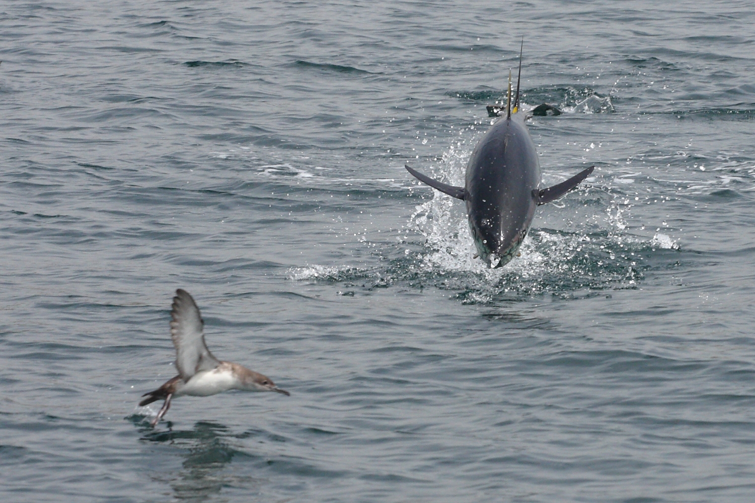 Tonni napoletani (posillipo)