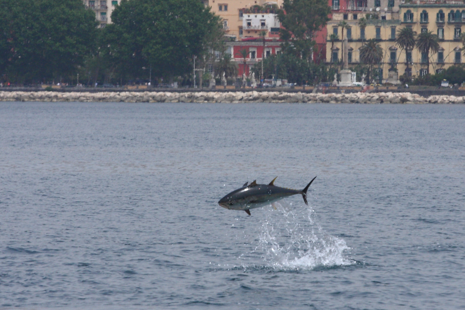Tonni napoletani (napoli piazza vittoria)