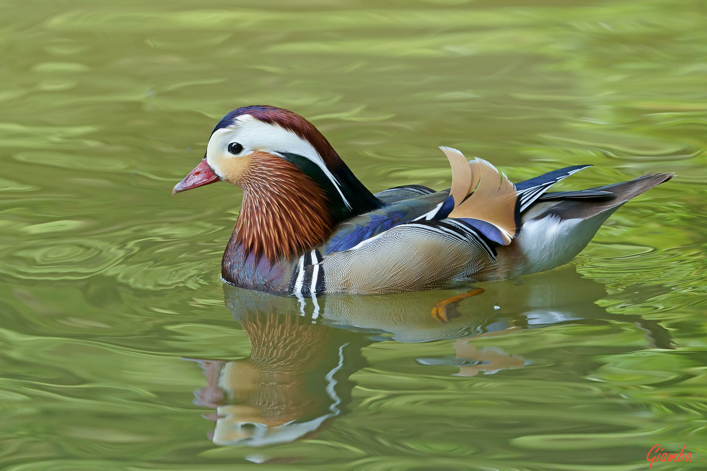 Anatra Mandarina maschio