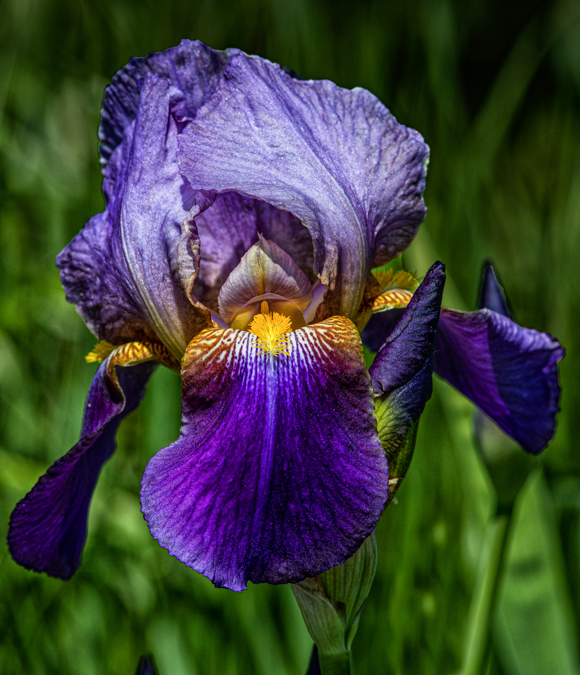 Iris