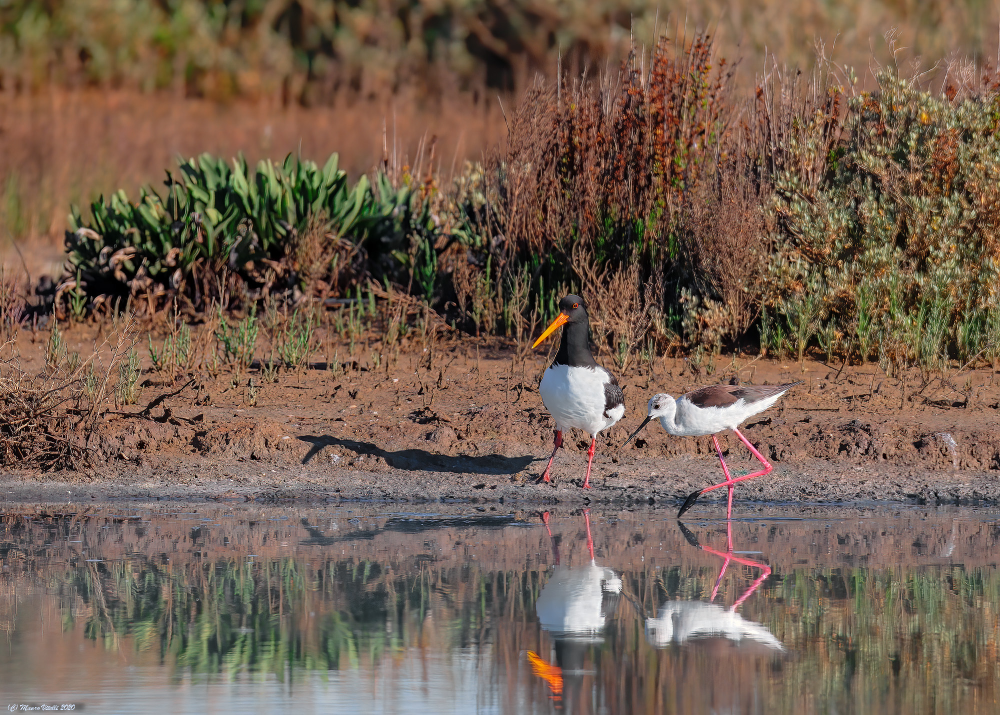 The Beccaccia and the Knight