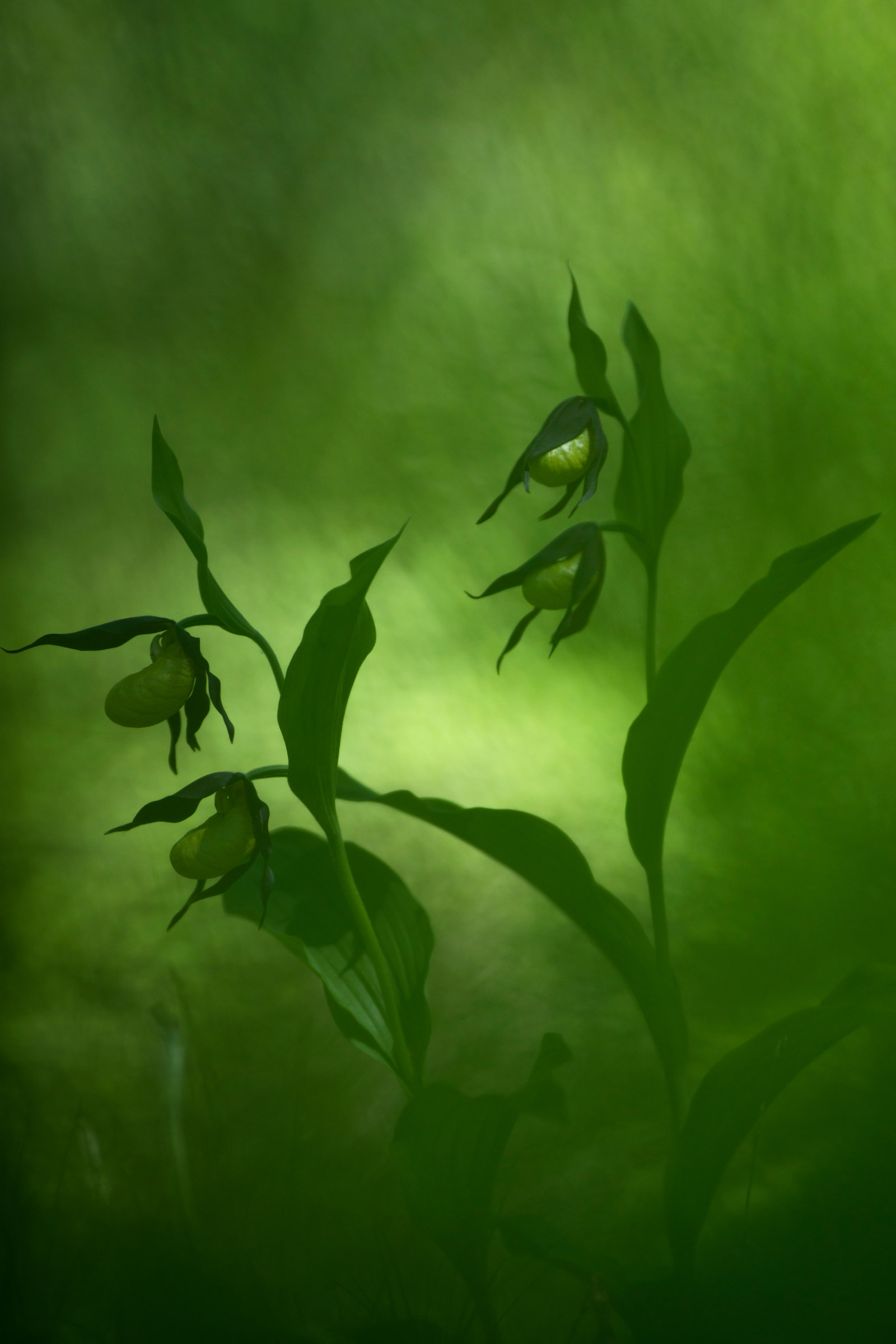 Darknes underwood...