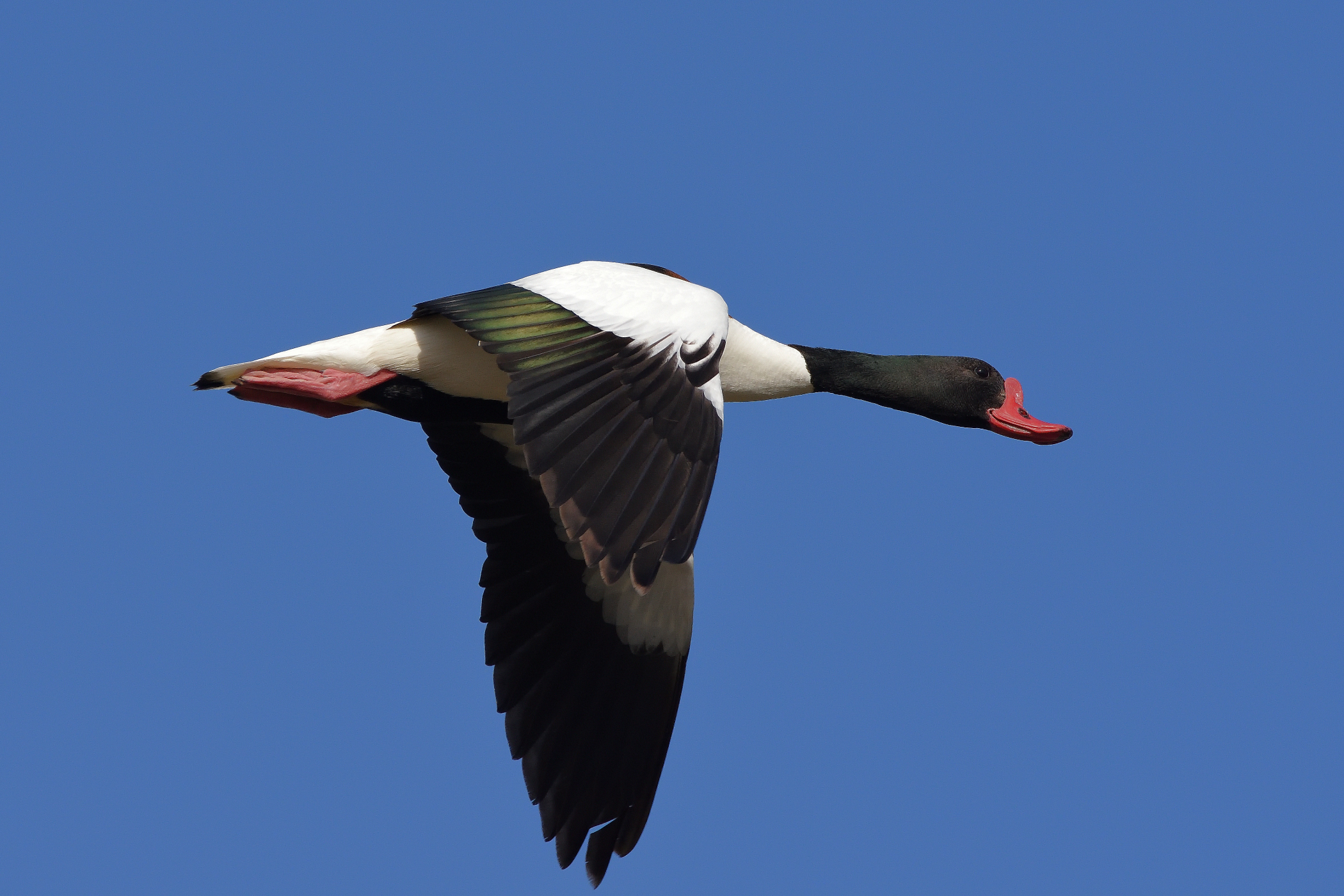Male Volpoca in flight