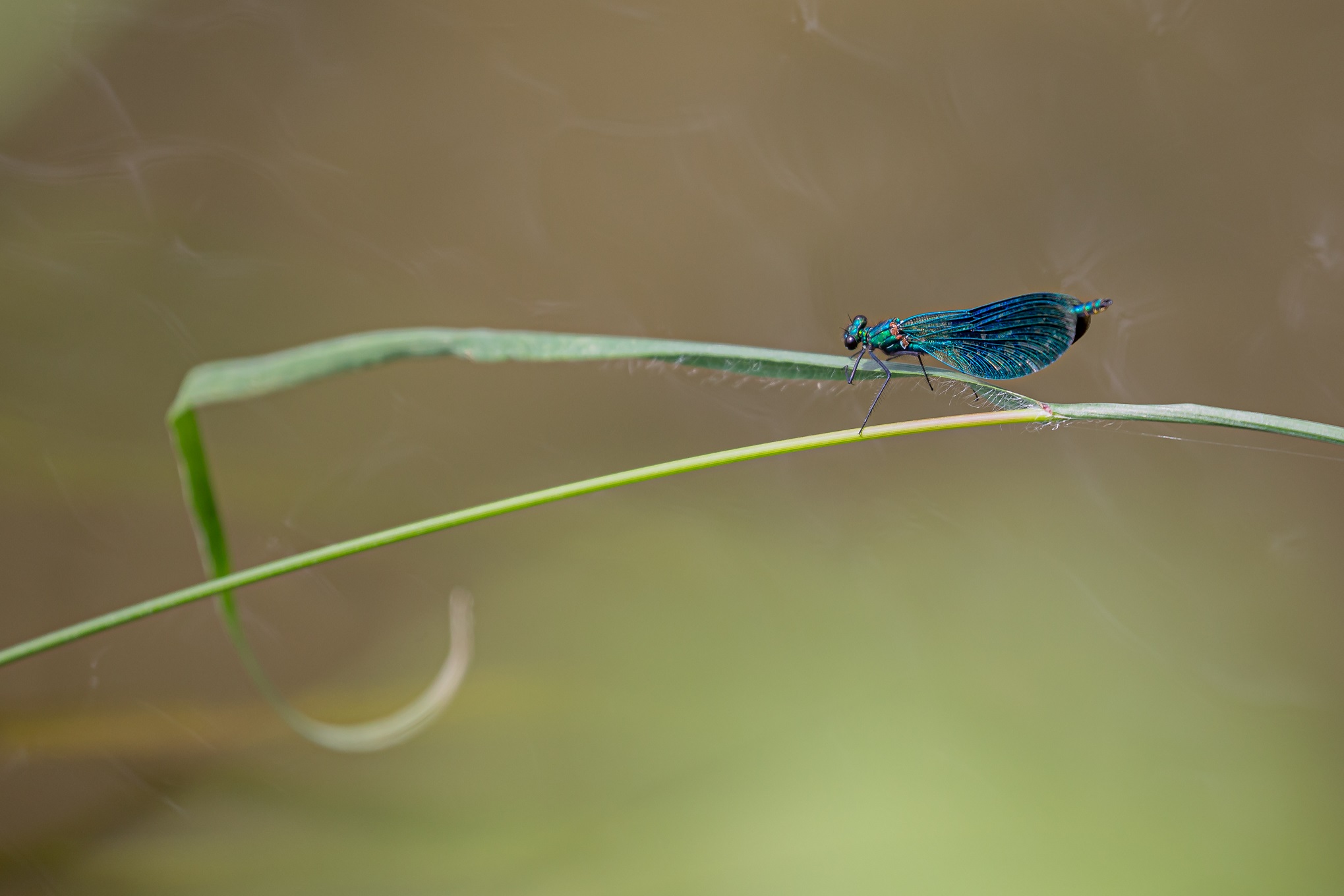 la vita è un punto di domanda