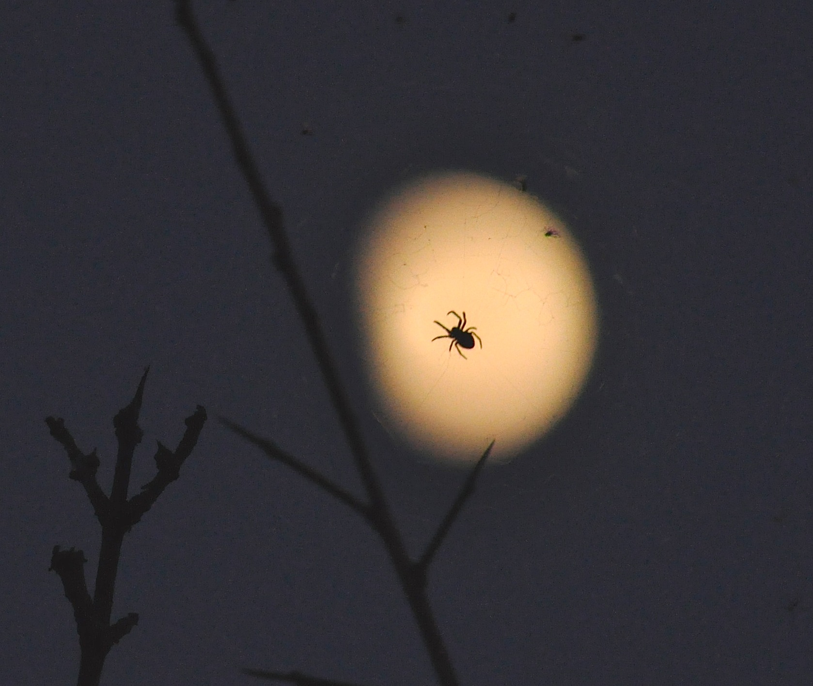 Spider-moon, New100101