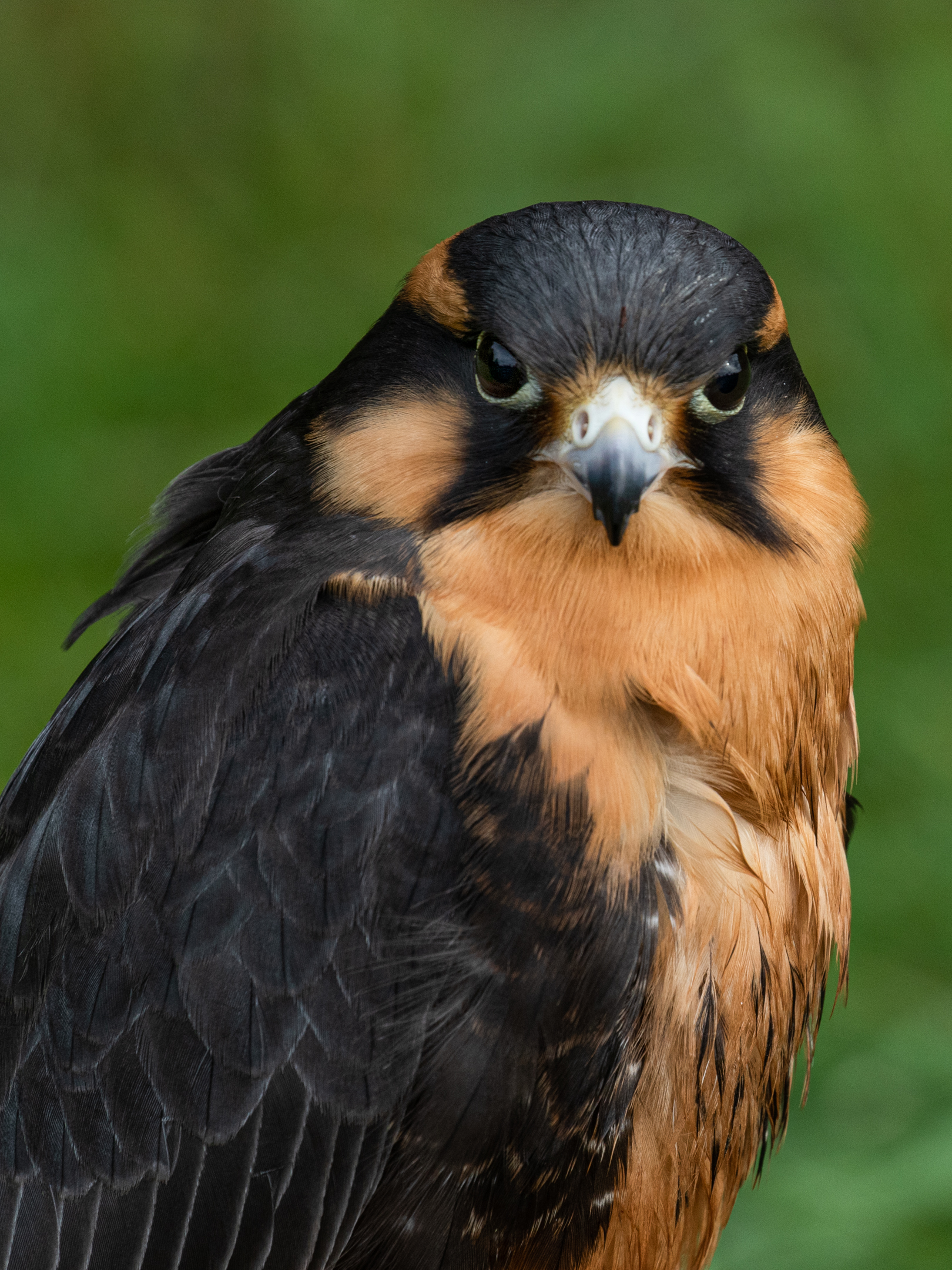 Aplomado Falcon