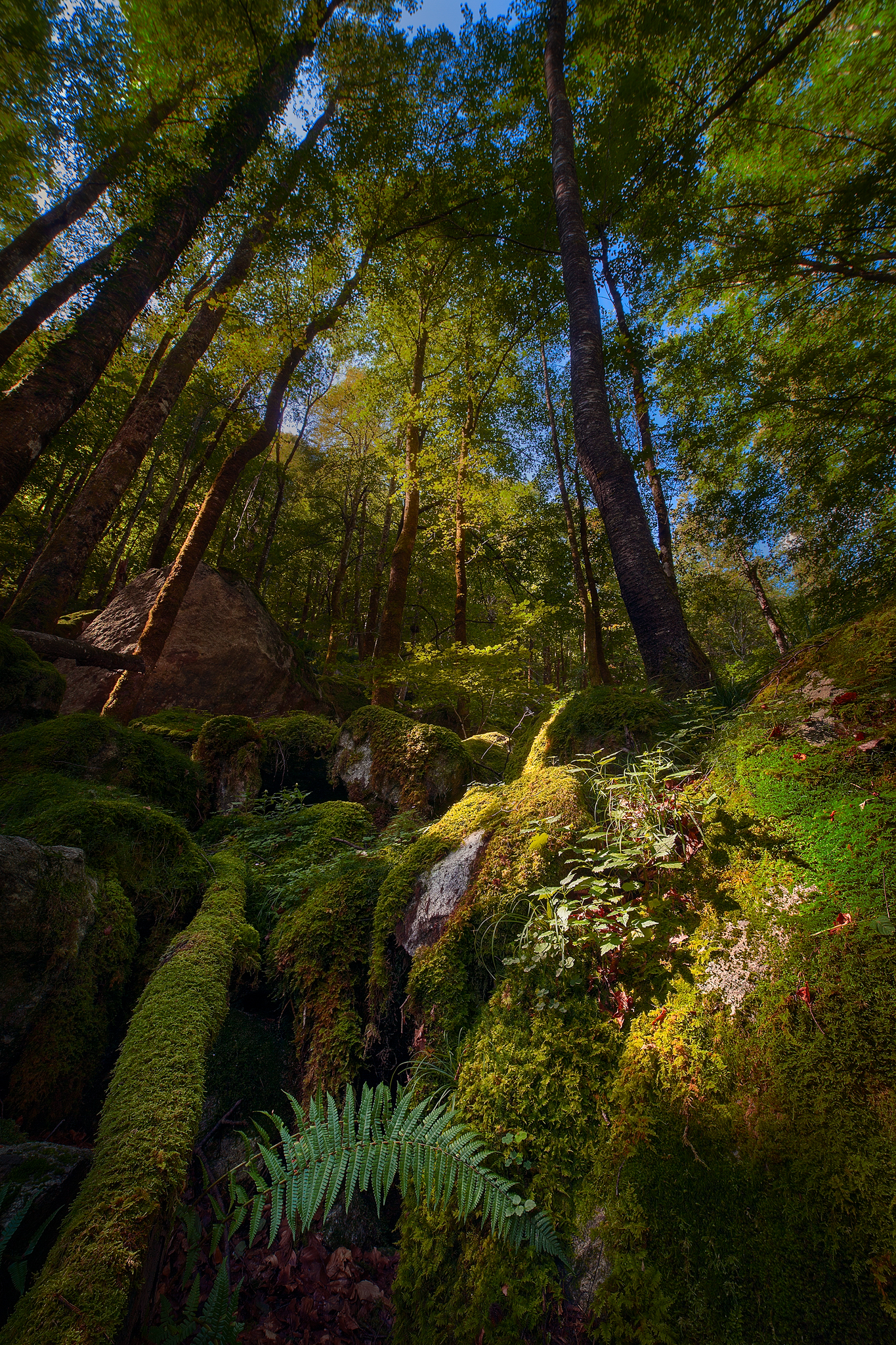 The Call of the Forest