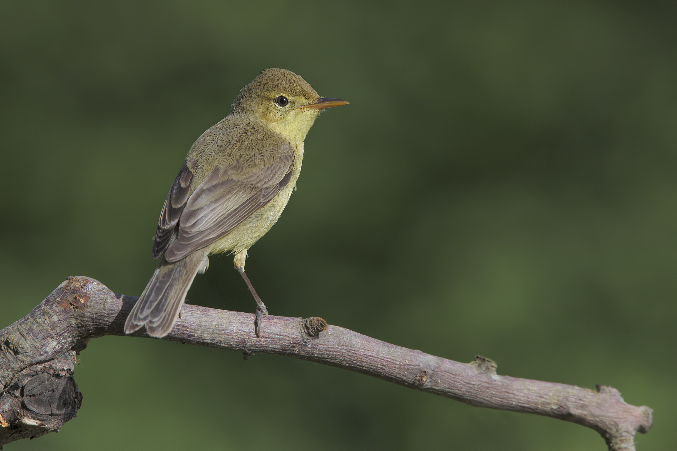 Common canapin