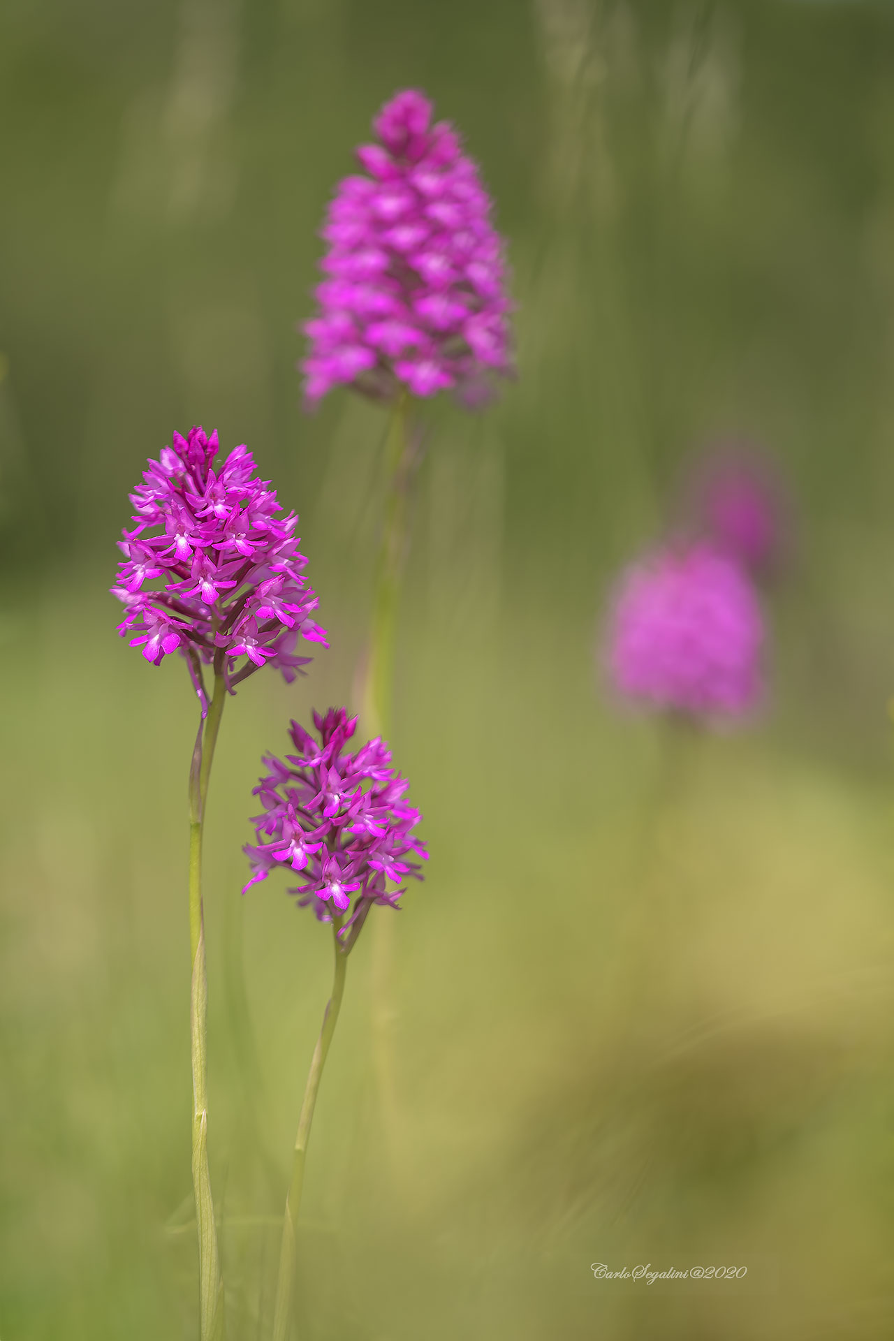 Anacamptis Pyramidalis