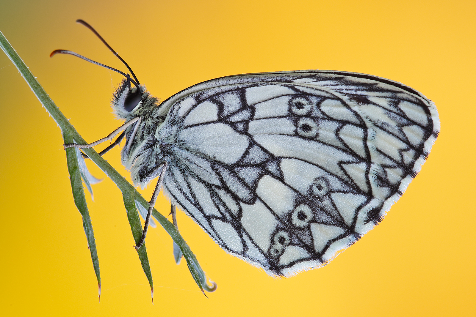 Melanargia galathea