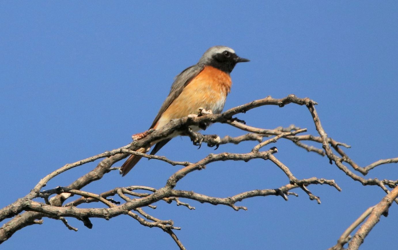 codirosso chimney sweep