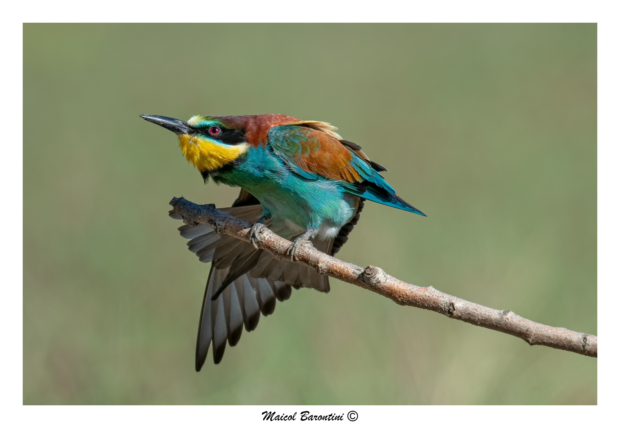 Merops apiaster