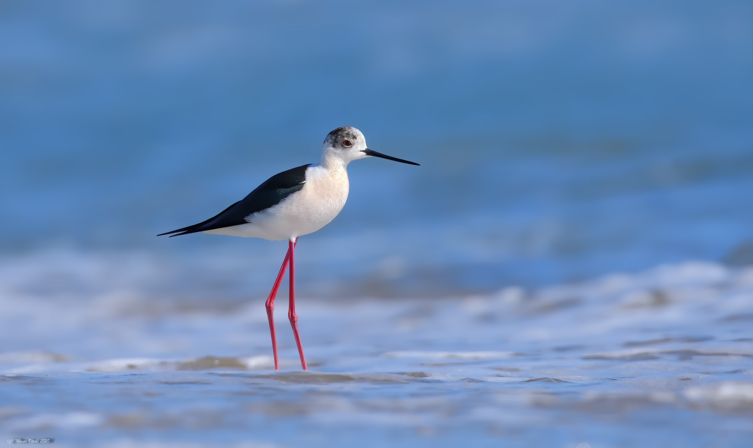 The Knight and the Sea