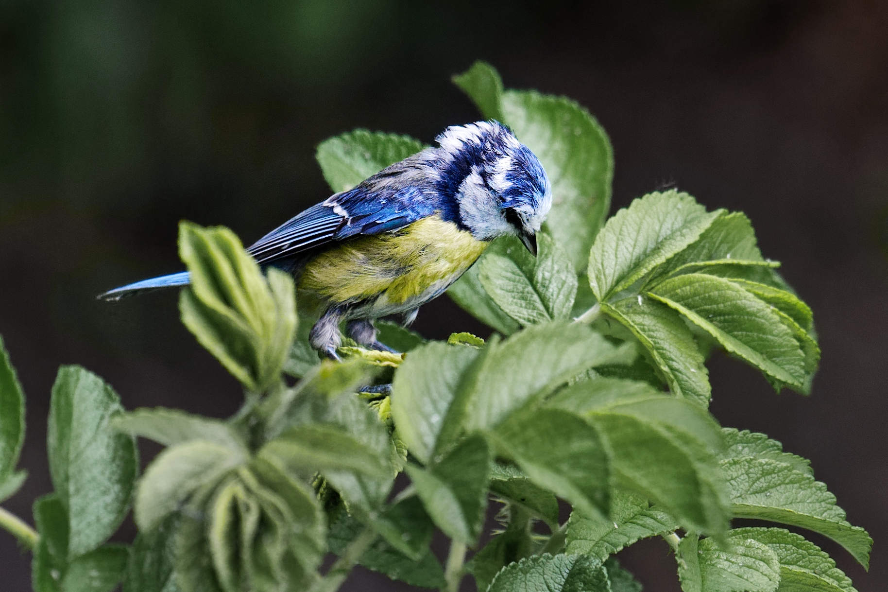 Di ritorno dal parrucchiere