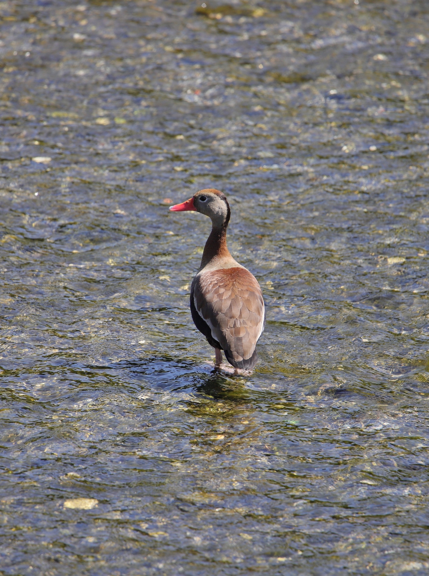 Dendrocygna Autumnalis Beccorosso