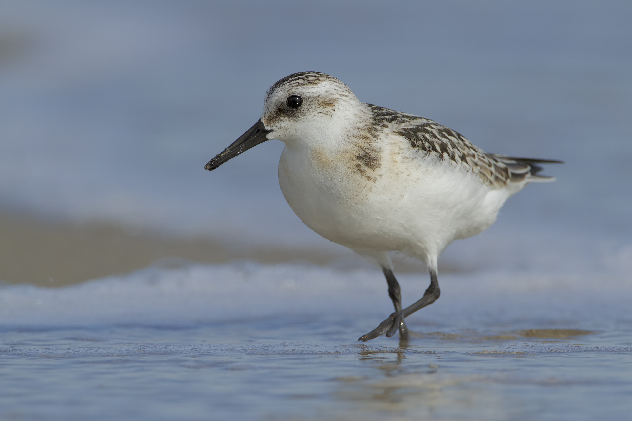 Triridate piovanello