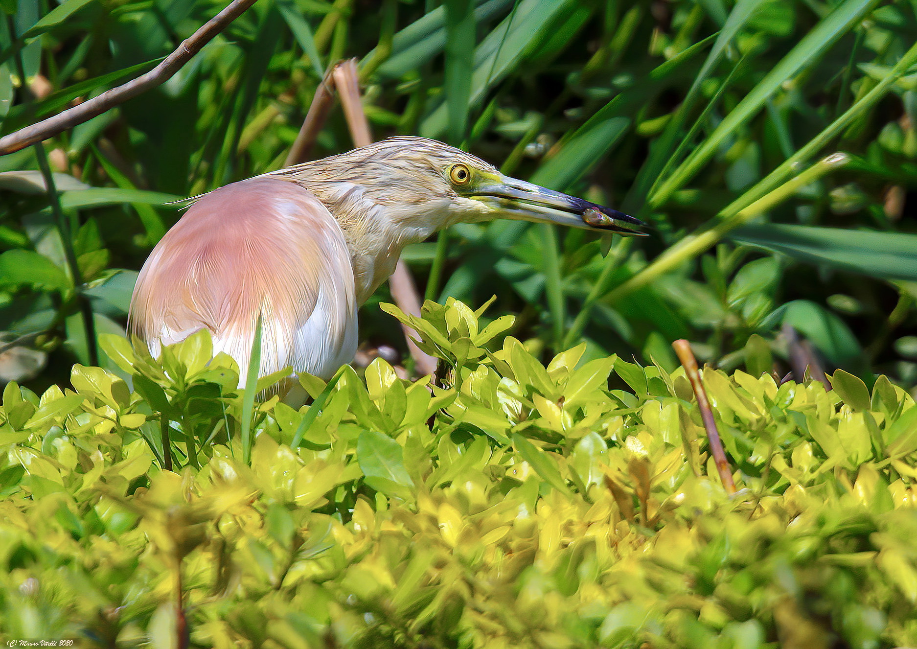 Sgarza Ciuffetto (Ardeola railides)