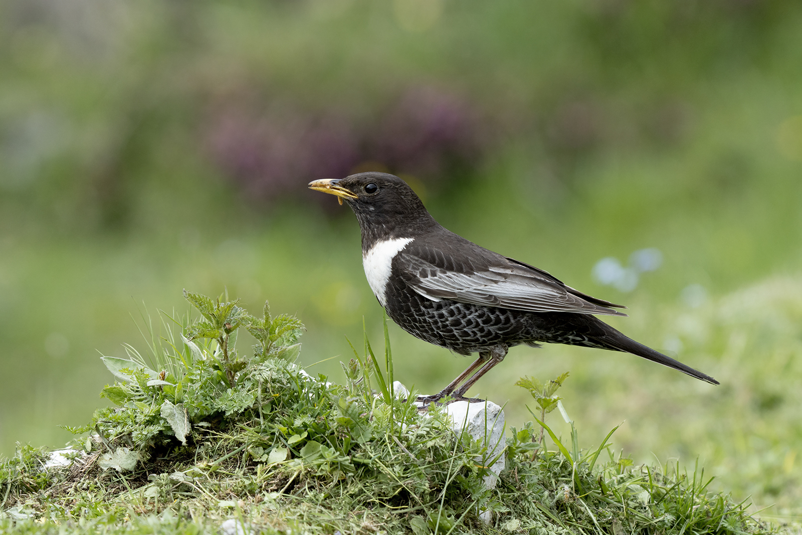 Collared blackbird