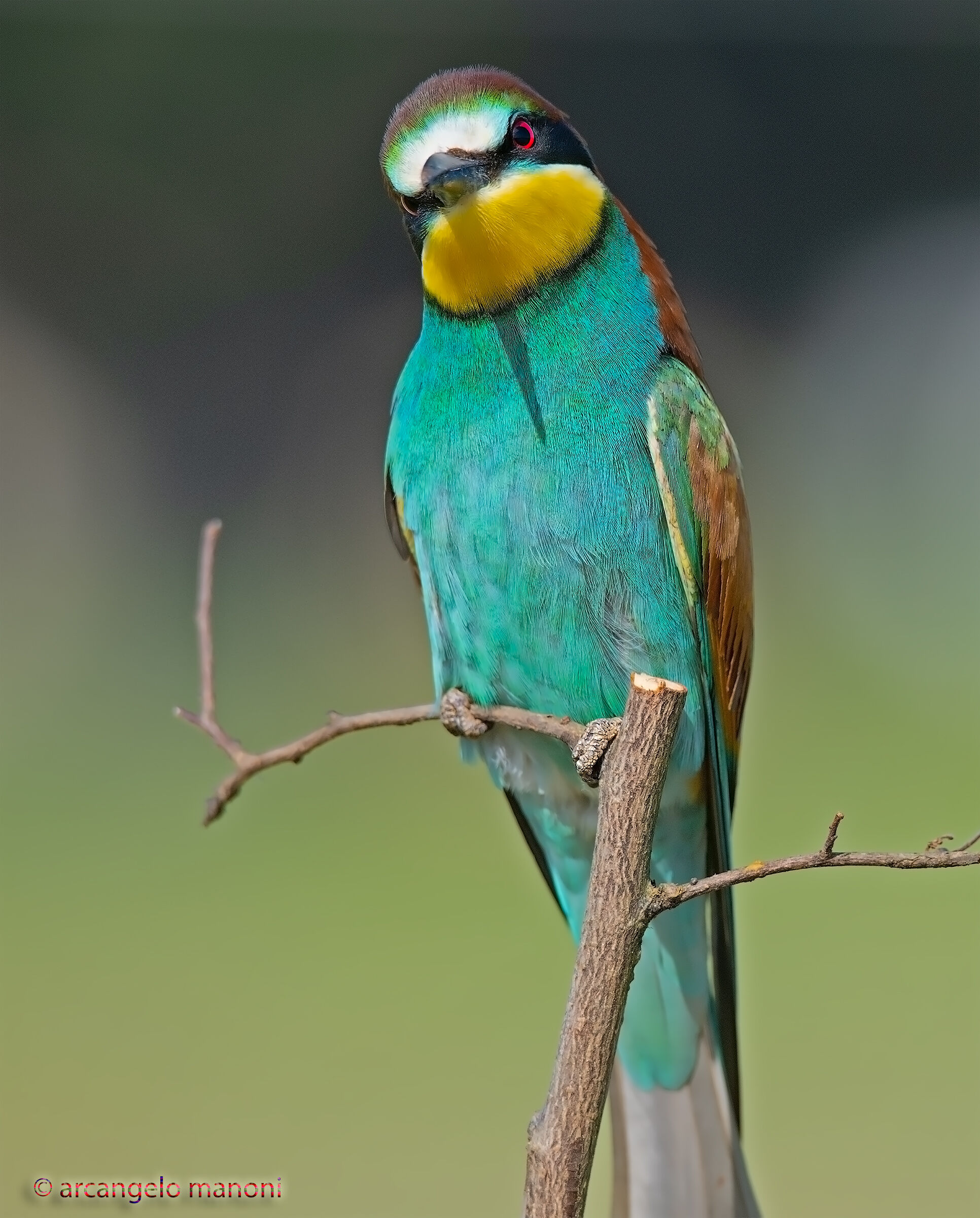 The silly look of the hangers