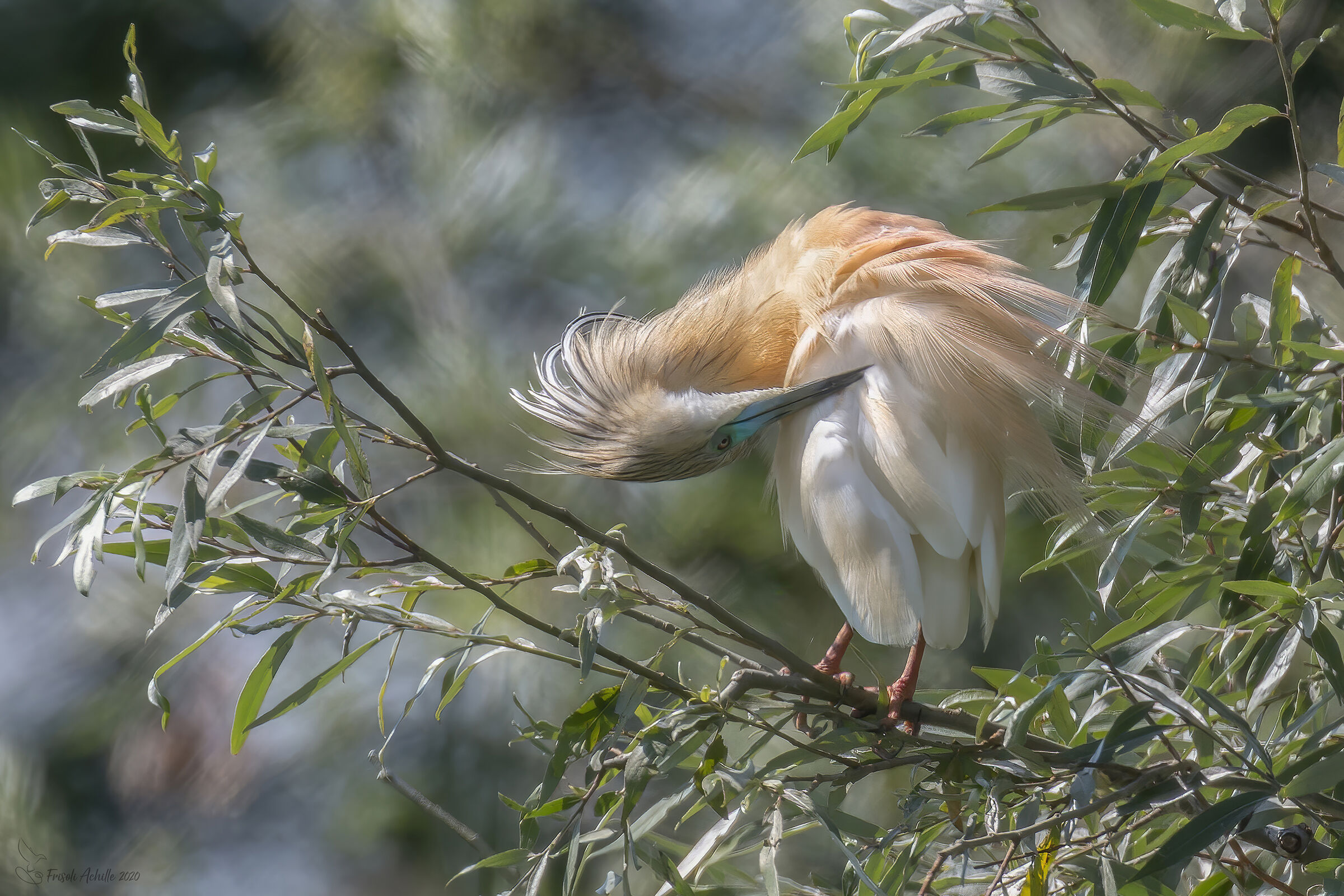 Cleaning "Sgarza tuft "