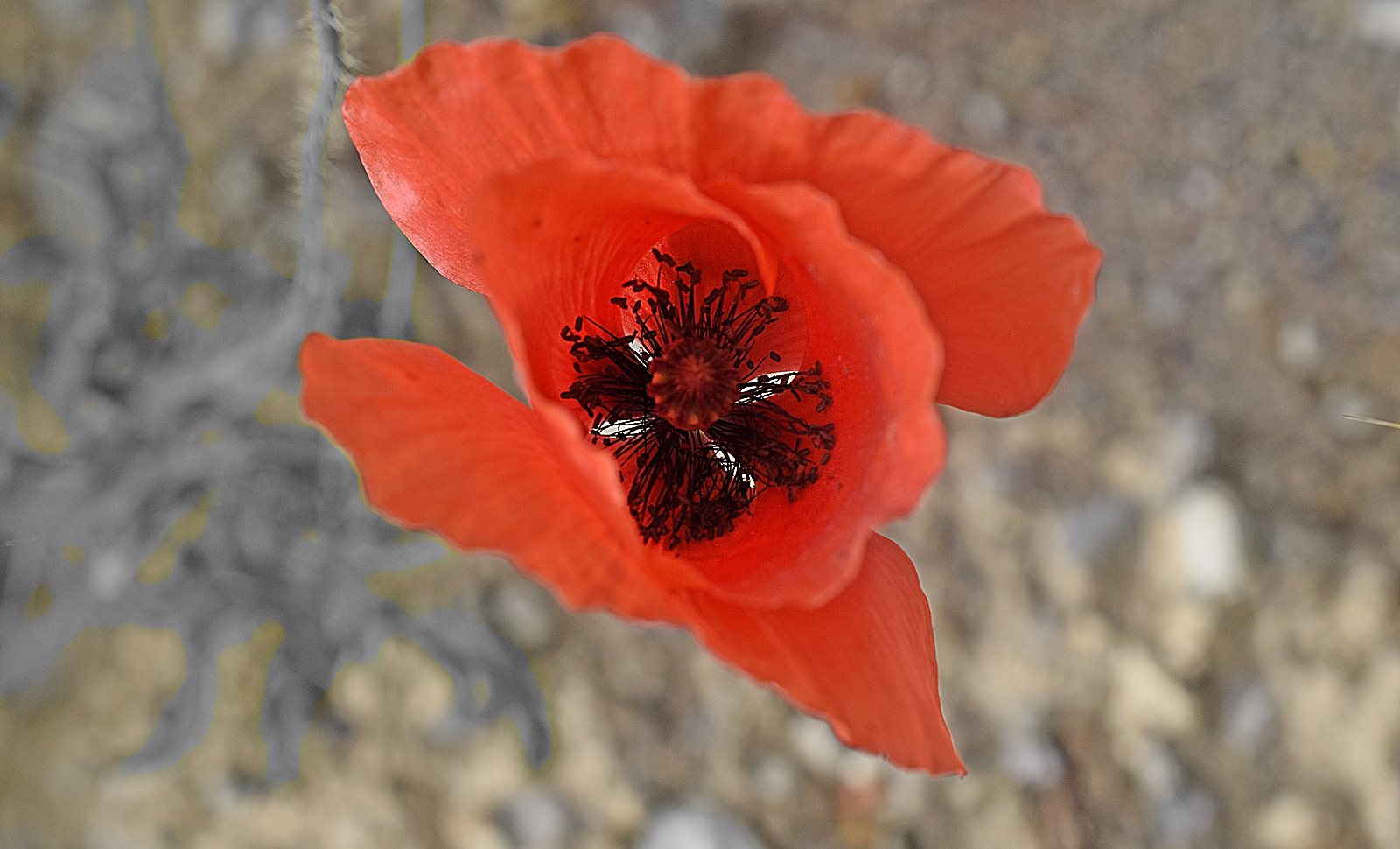 Looking for his heart