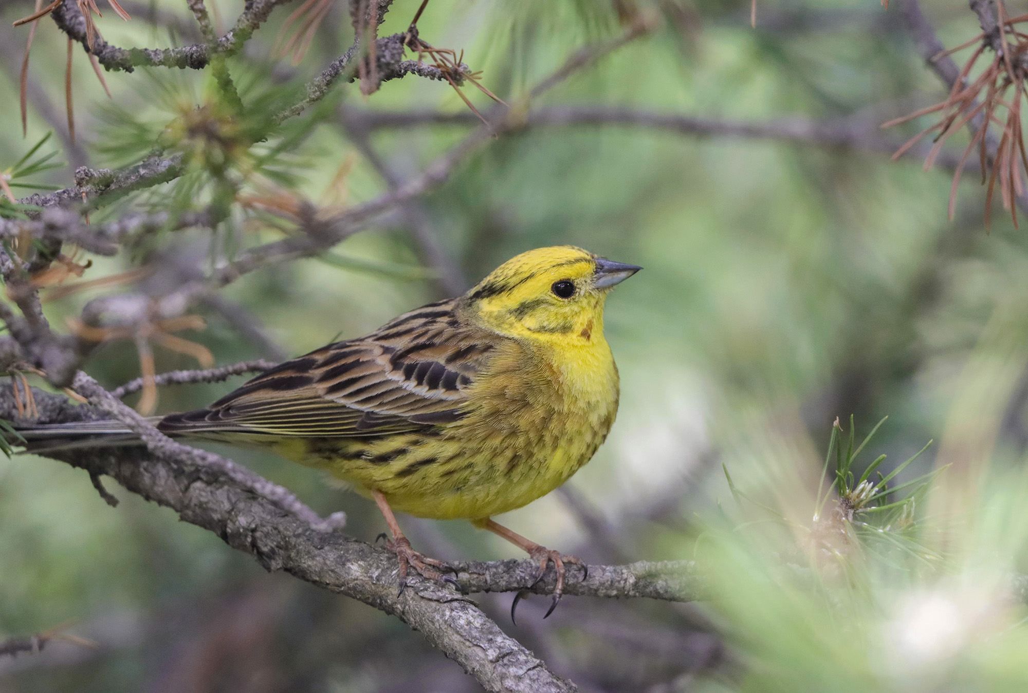 Lombard yellow cheekbone