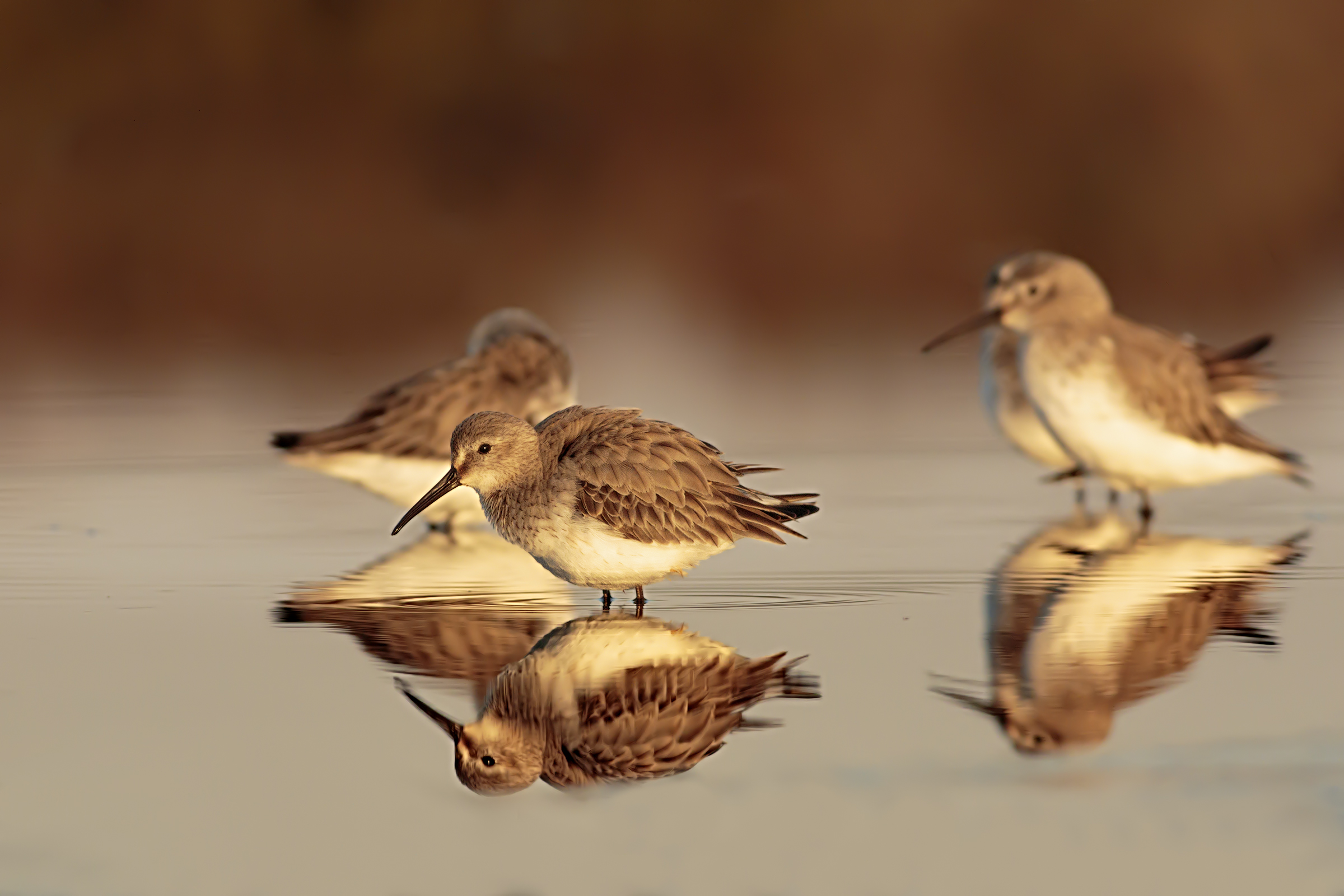 Piovanelli Pancianera