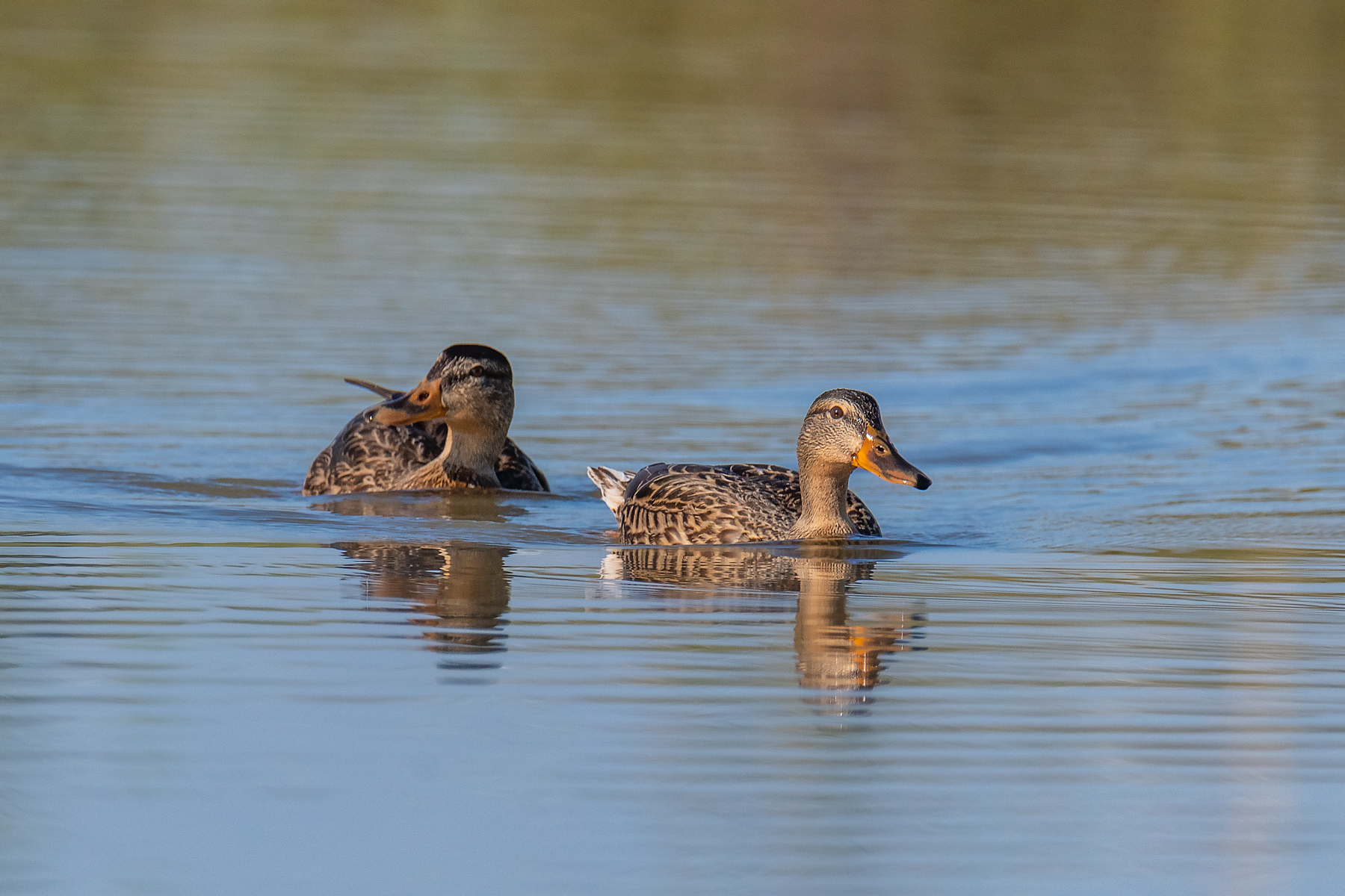 Female Royal Geraman