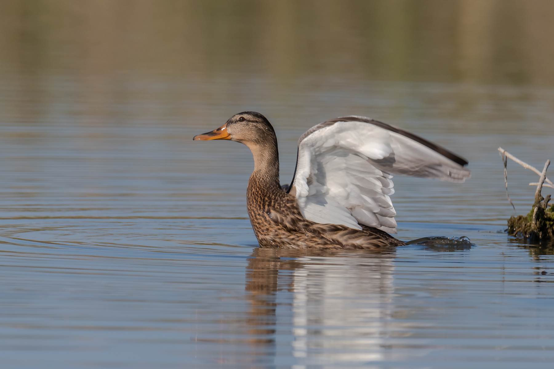Female Royal Geraman