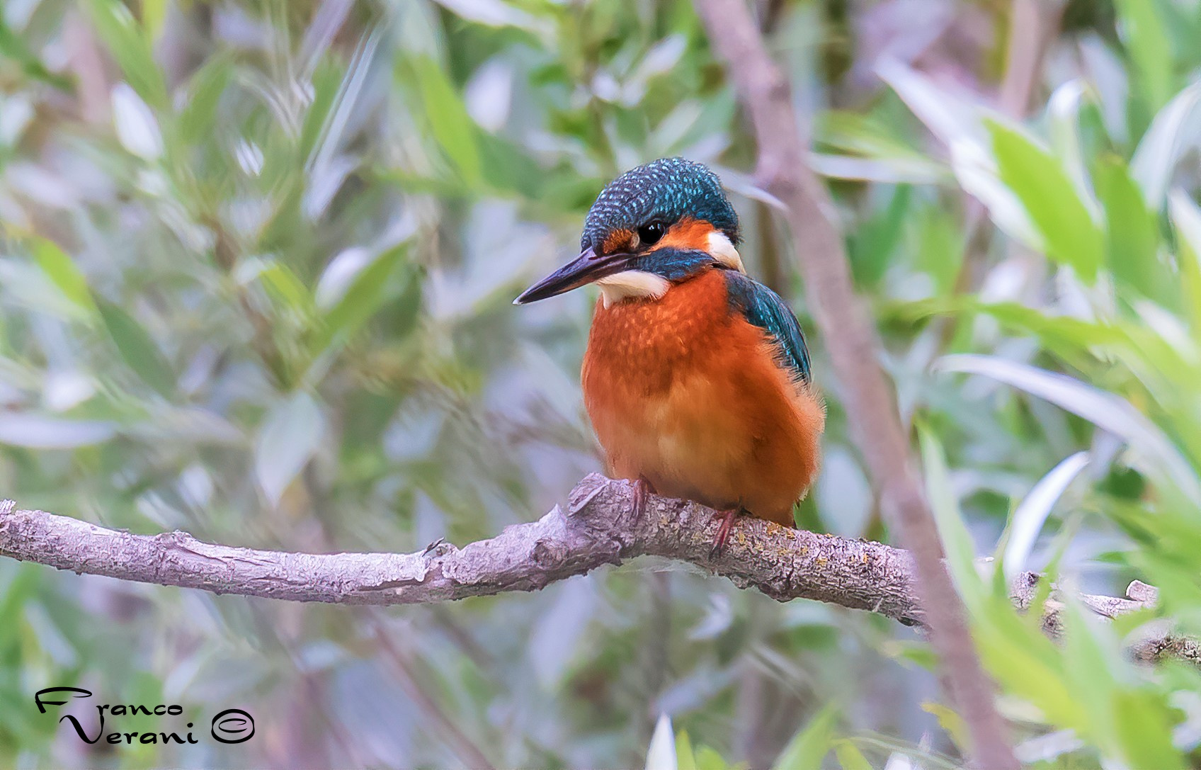 Alcedo atthis - Martin Pescatore