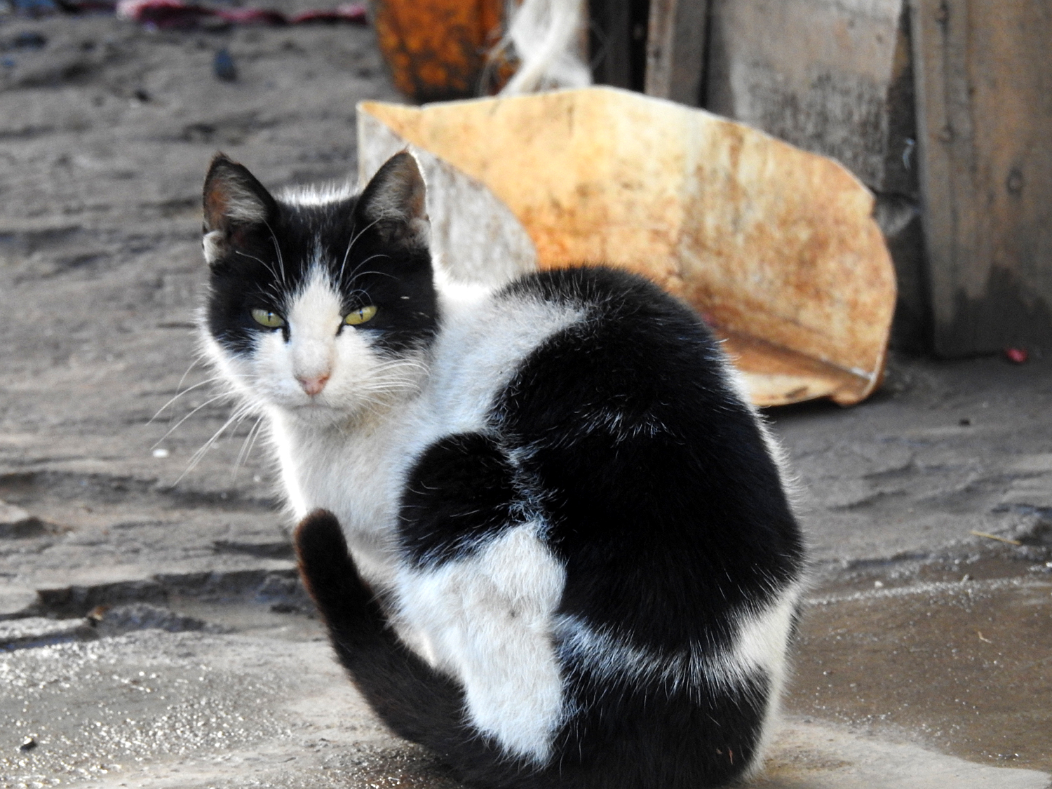 19-07-2019 Madagascar cat