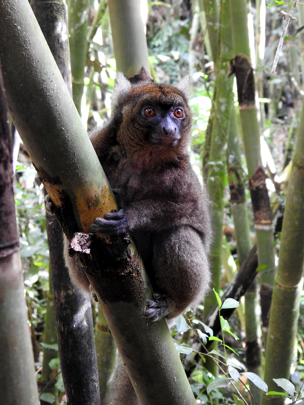 19-07-2019 Lemur of Madagascar