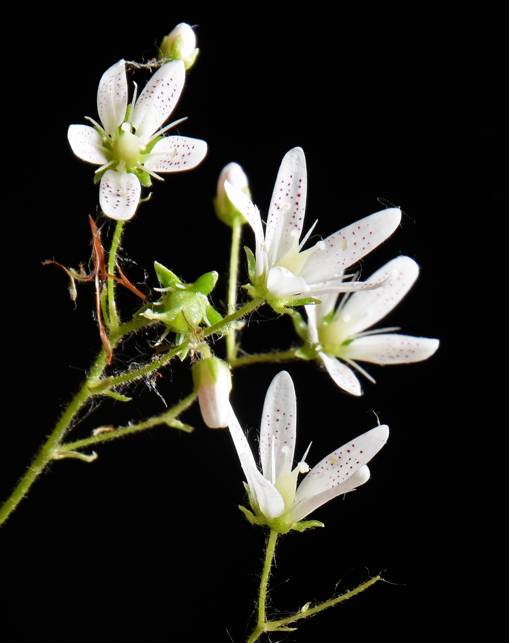 Saxifraga rotundifolia