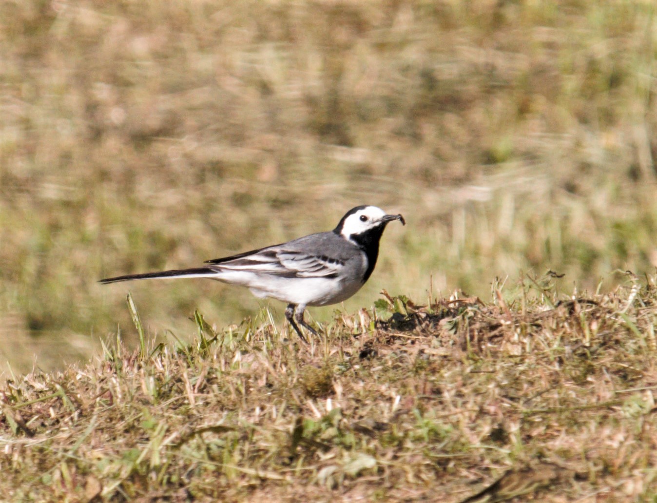 WHITE DANCER WITH PREY