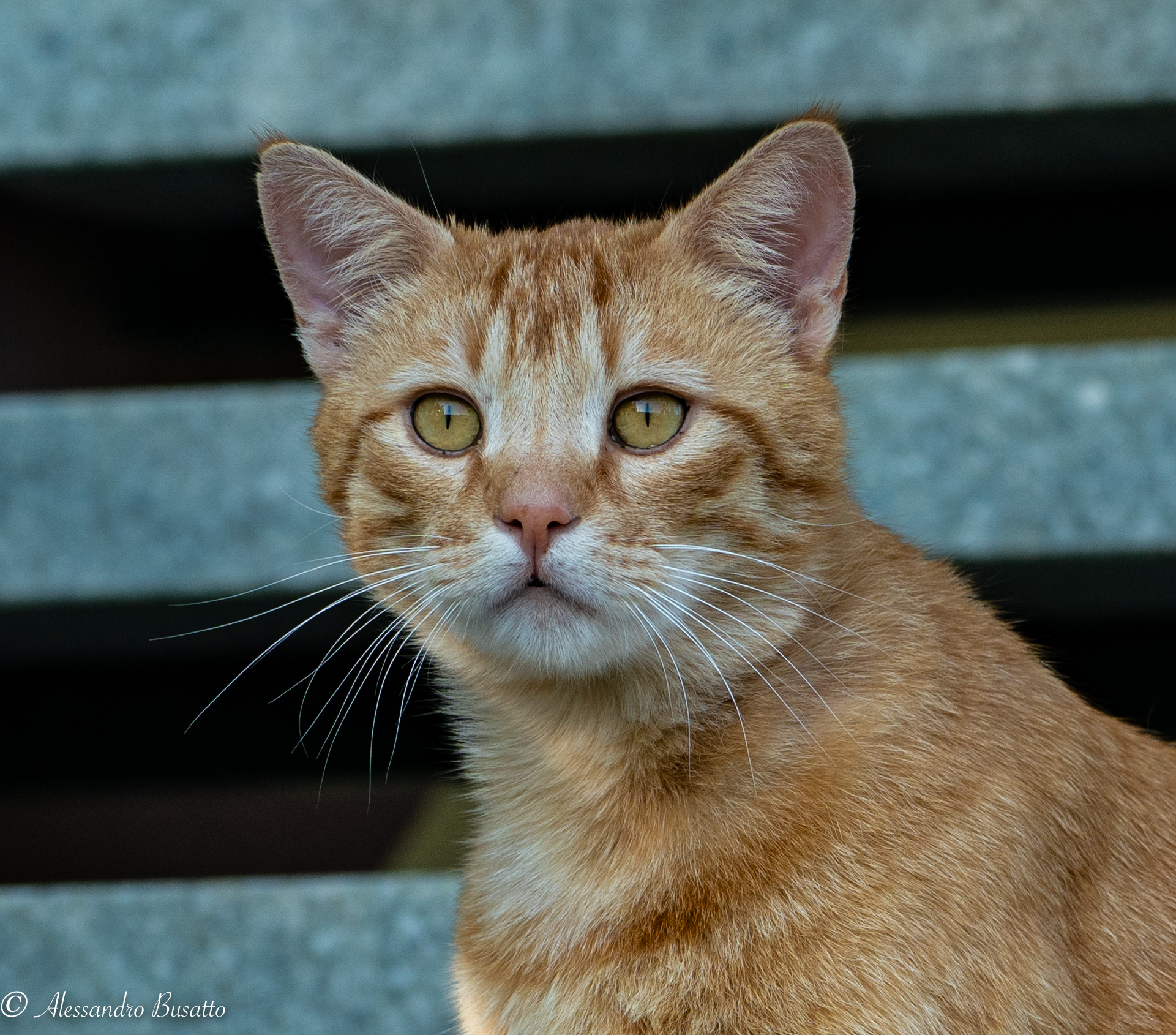 The Portrait