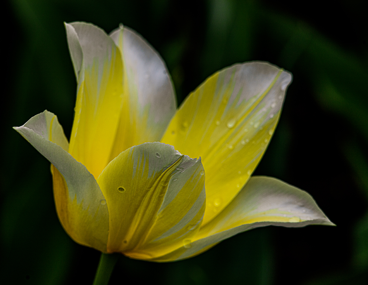Gocce di pioggia su Tulipani.