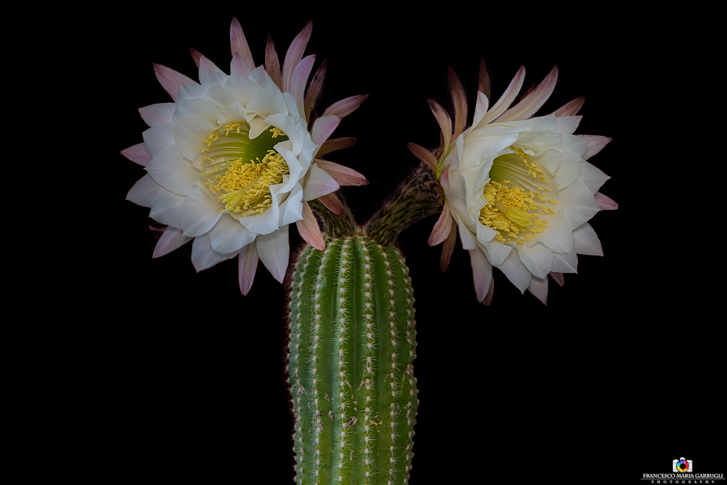 Fuochi d'artificio Floreali