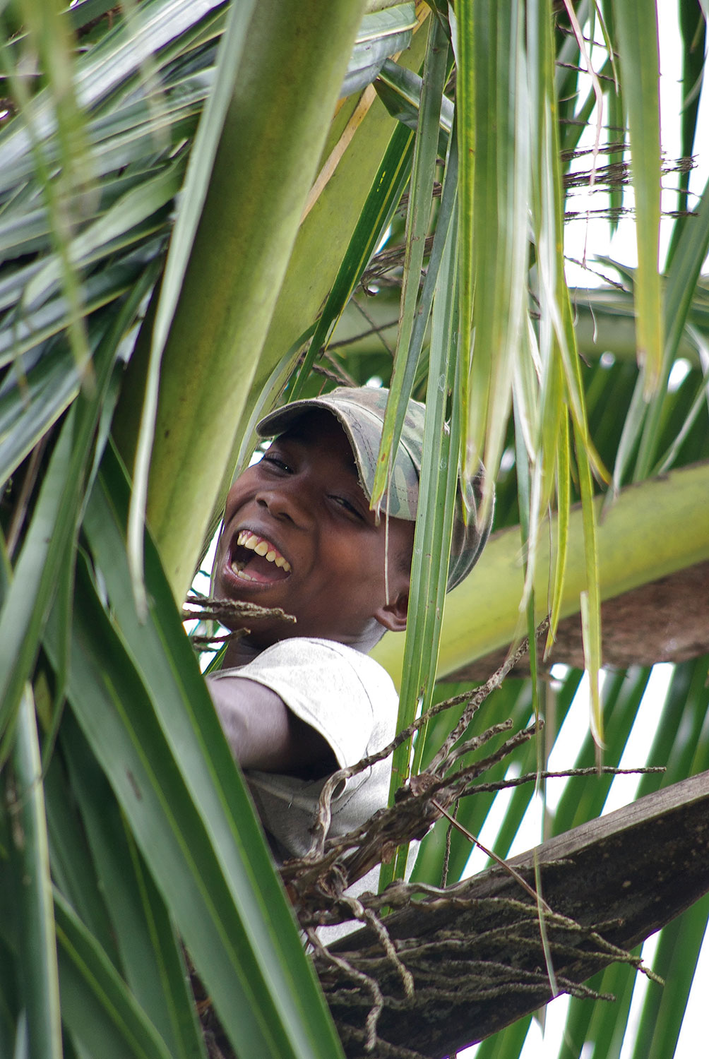 Henry looking for coconut Pakambo