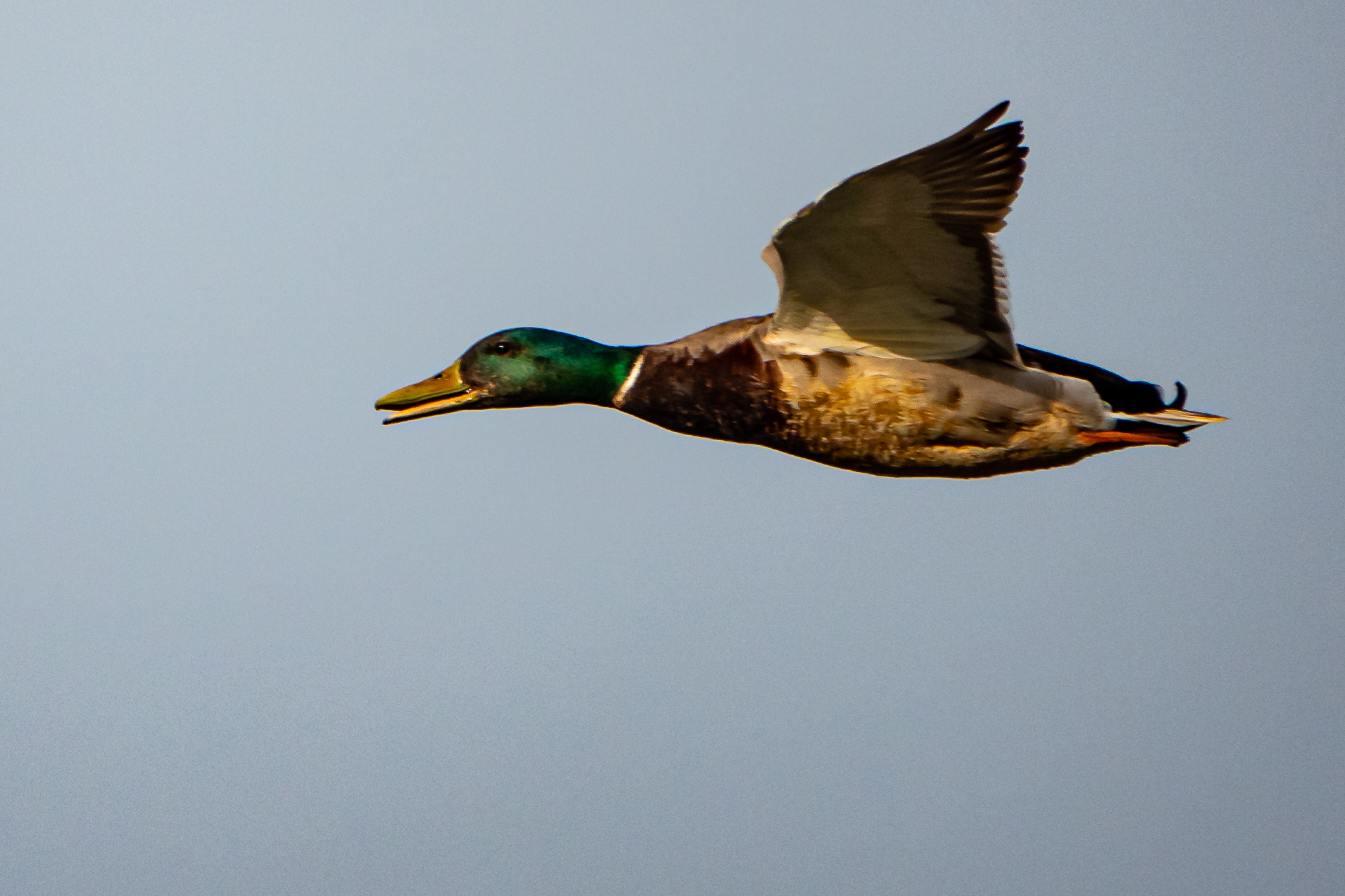 Mallard