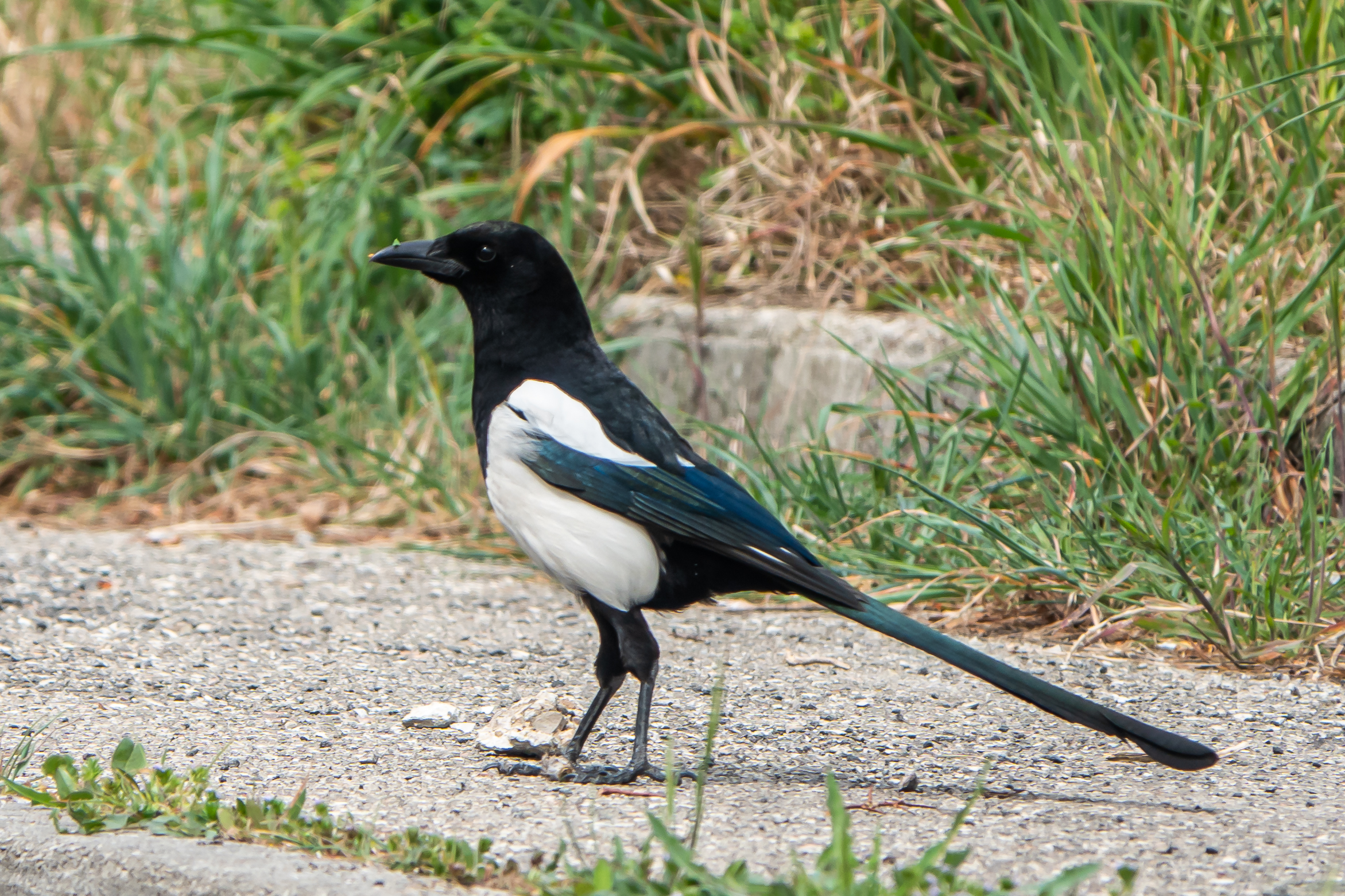 Magpie
